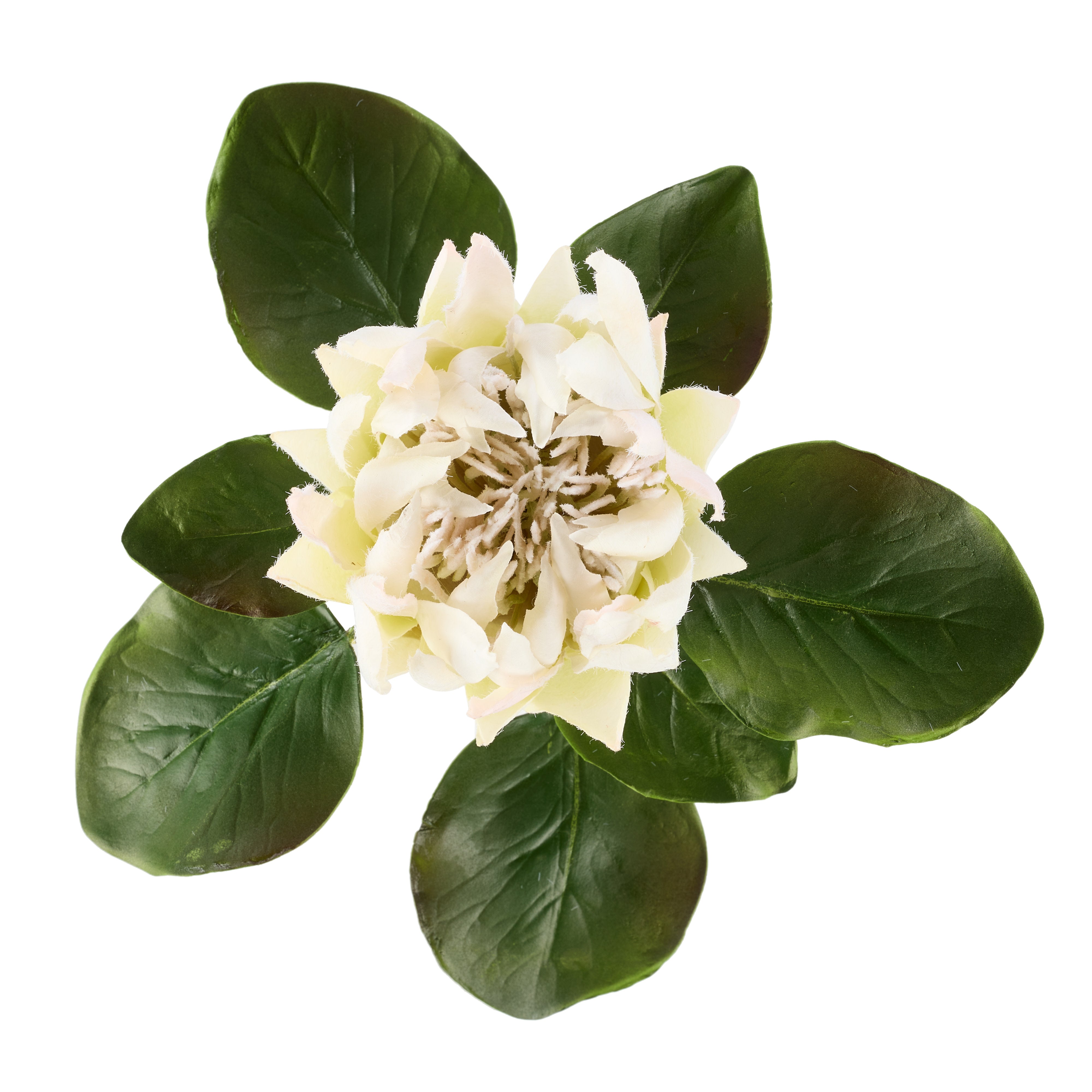 Rogue King Protea White