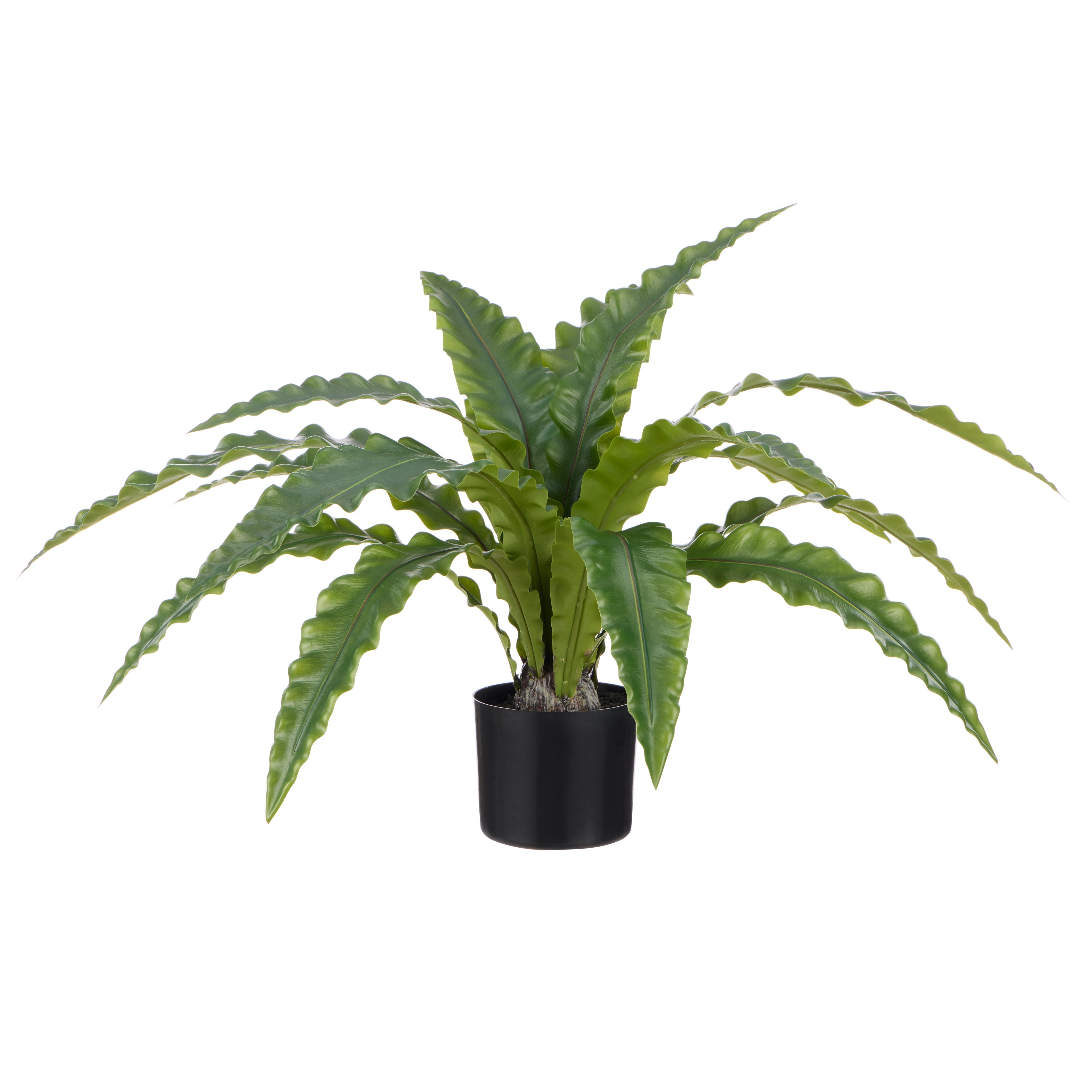 Rogue Bird's Nest Fern 105x105x60cm