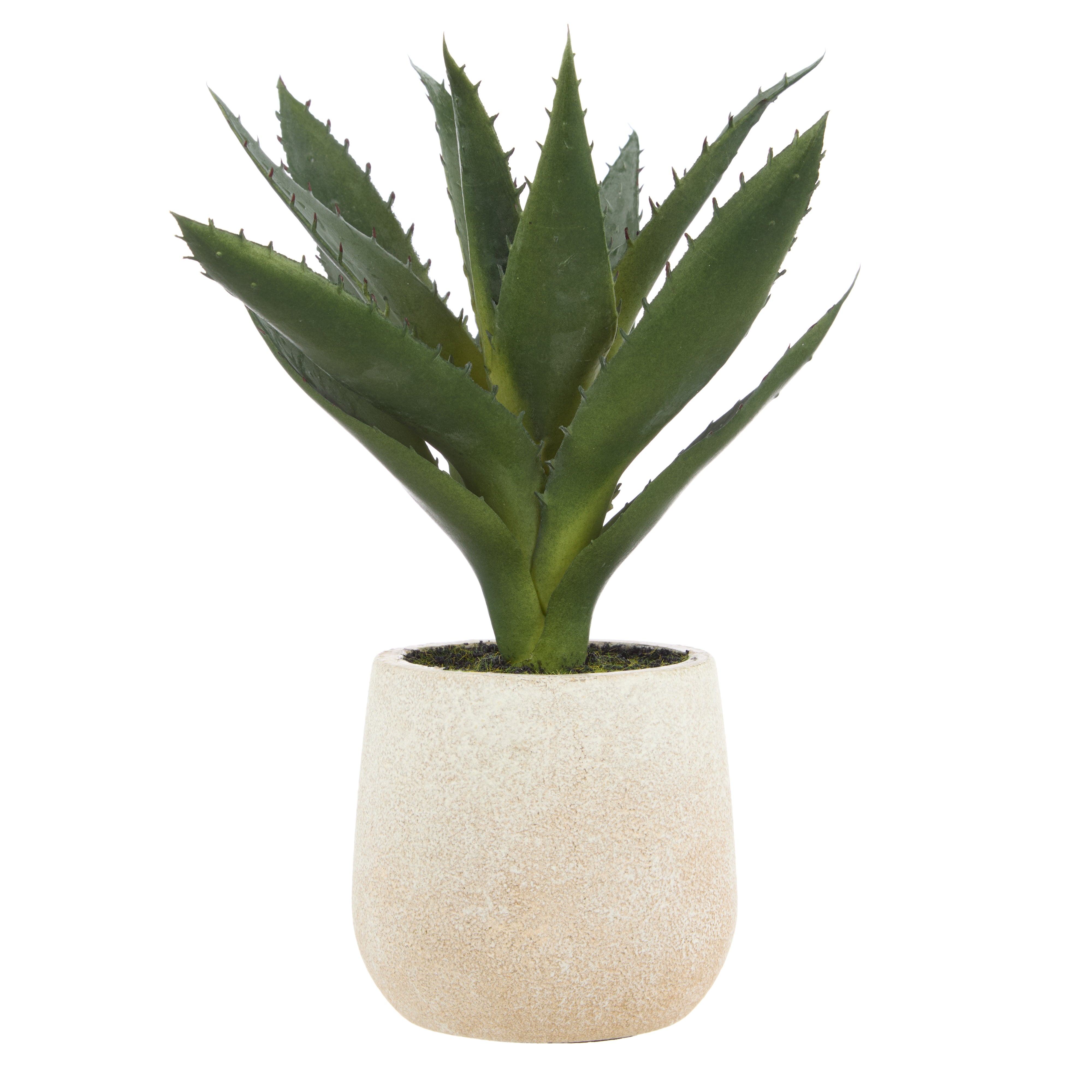 Rogue Aloe Pot