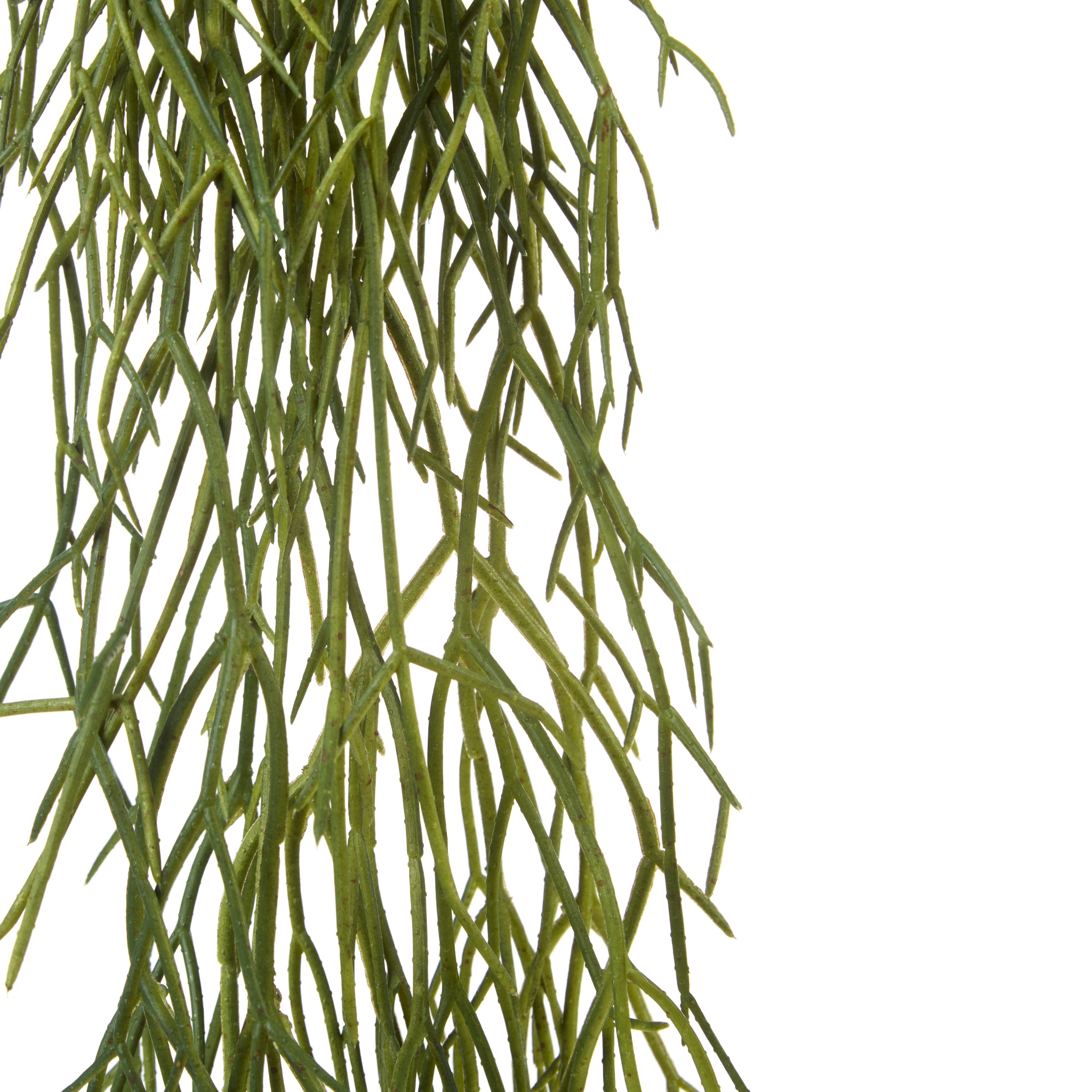 Rogue Mistletoe Cactus Hanging