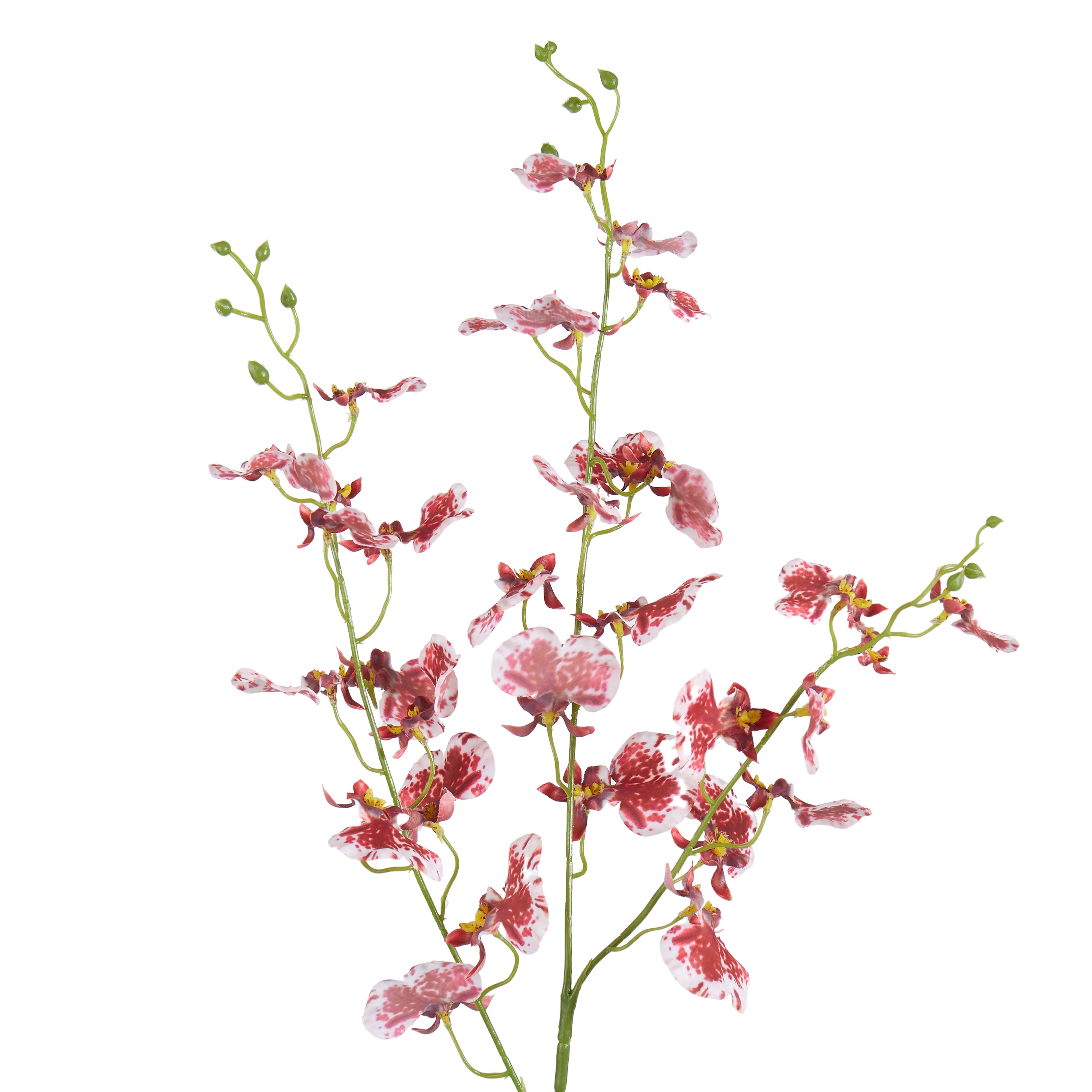 Rogue Dancing Orchid Stem Burgundy