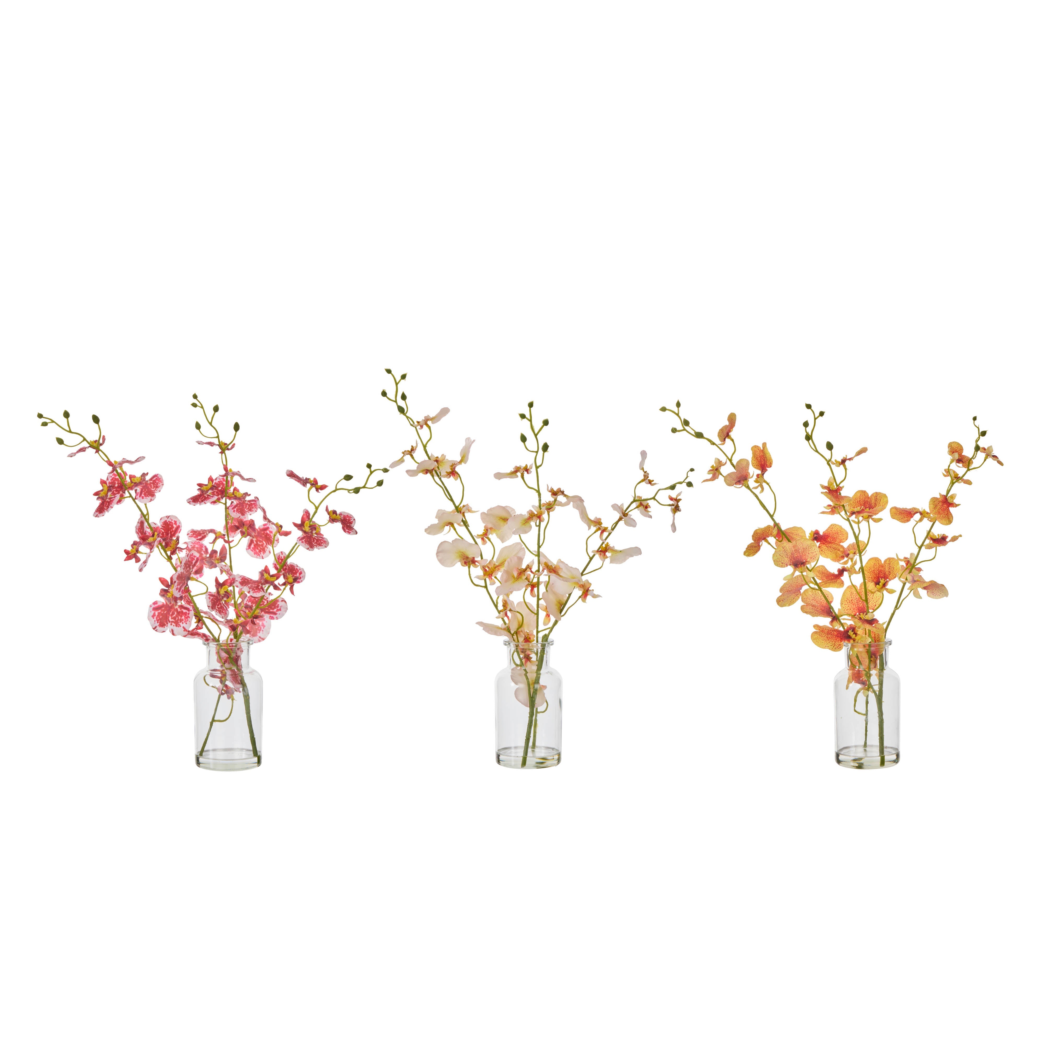 Rogue Dancing Orchid - Specimen Cream