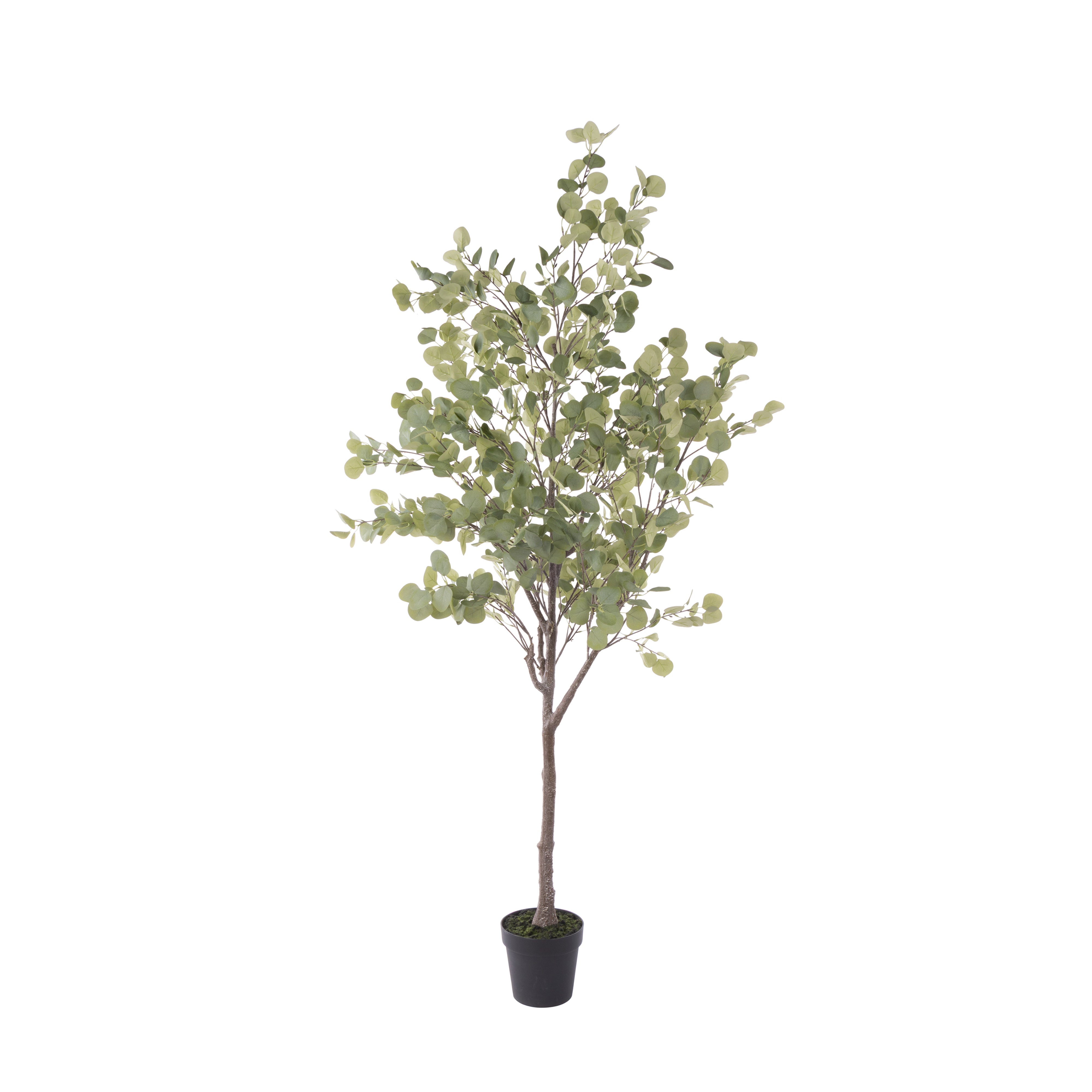 Rogue Eucalyptus Tree - Garden Pot 185cm