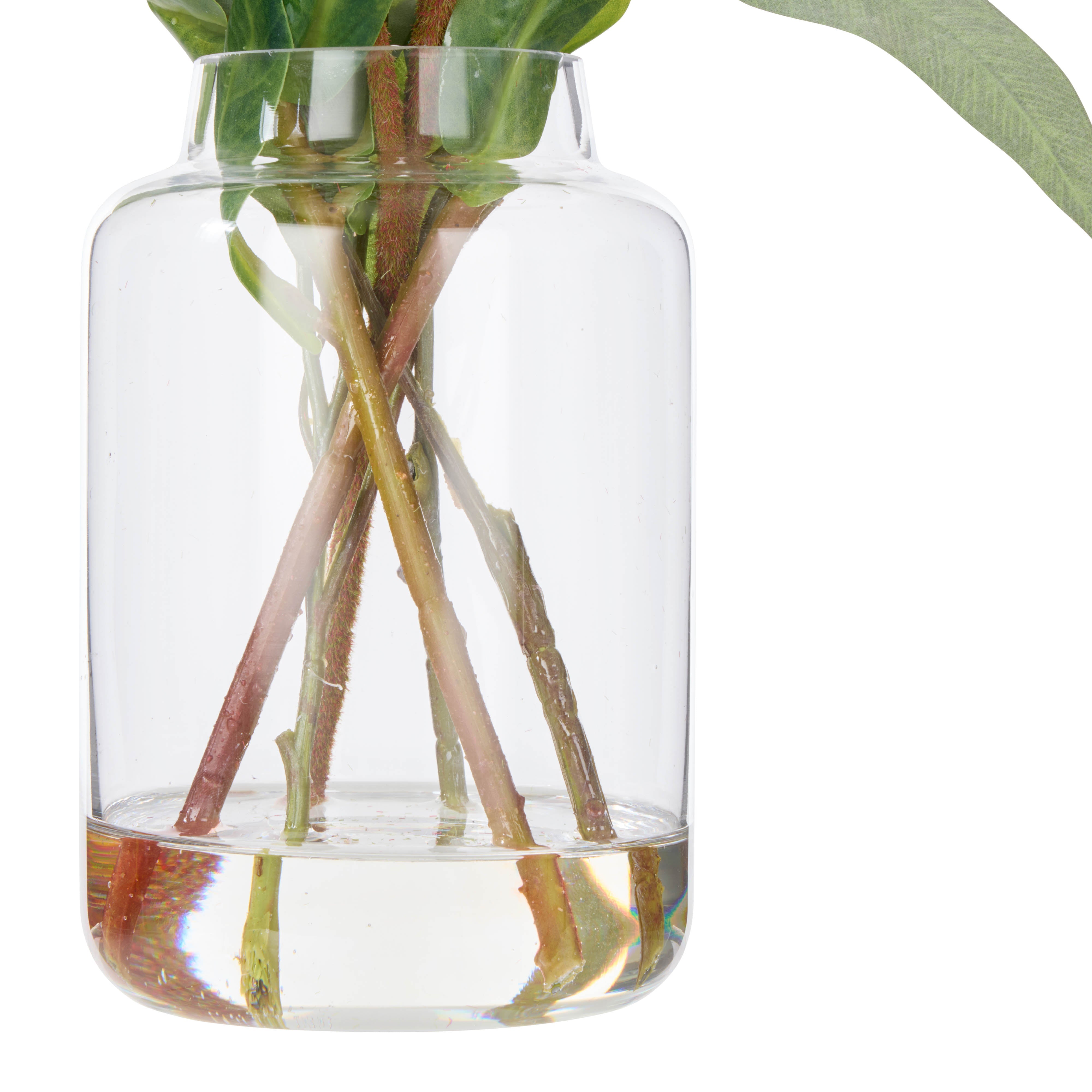 Rogue Pitaya Kangaroo Paw - Pauline Vase Cream & Green