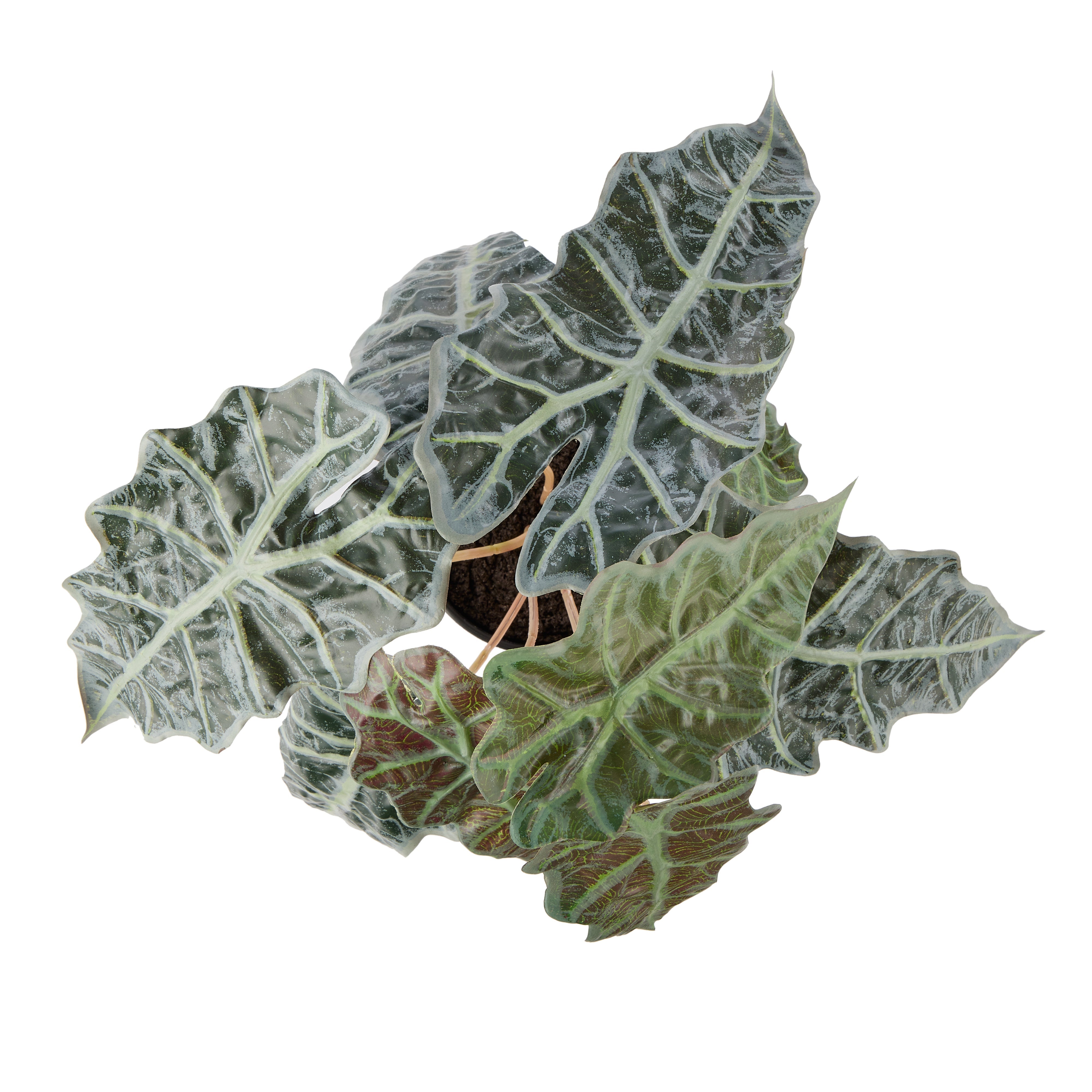 Rogue Alocasia - Garden Pot