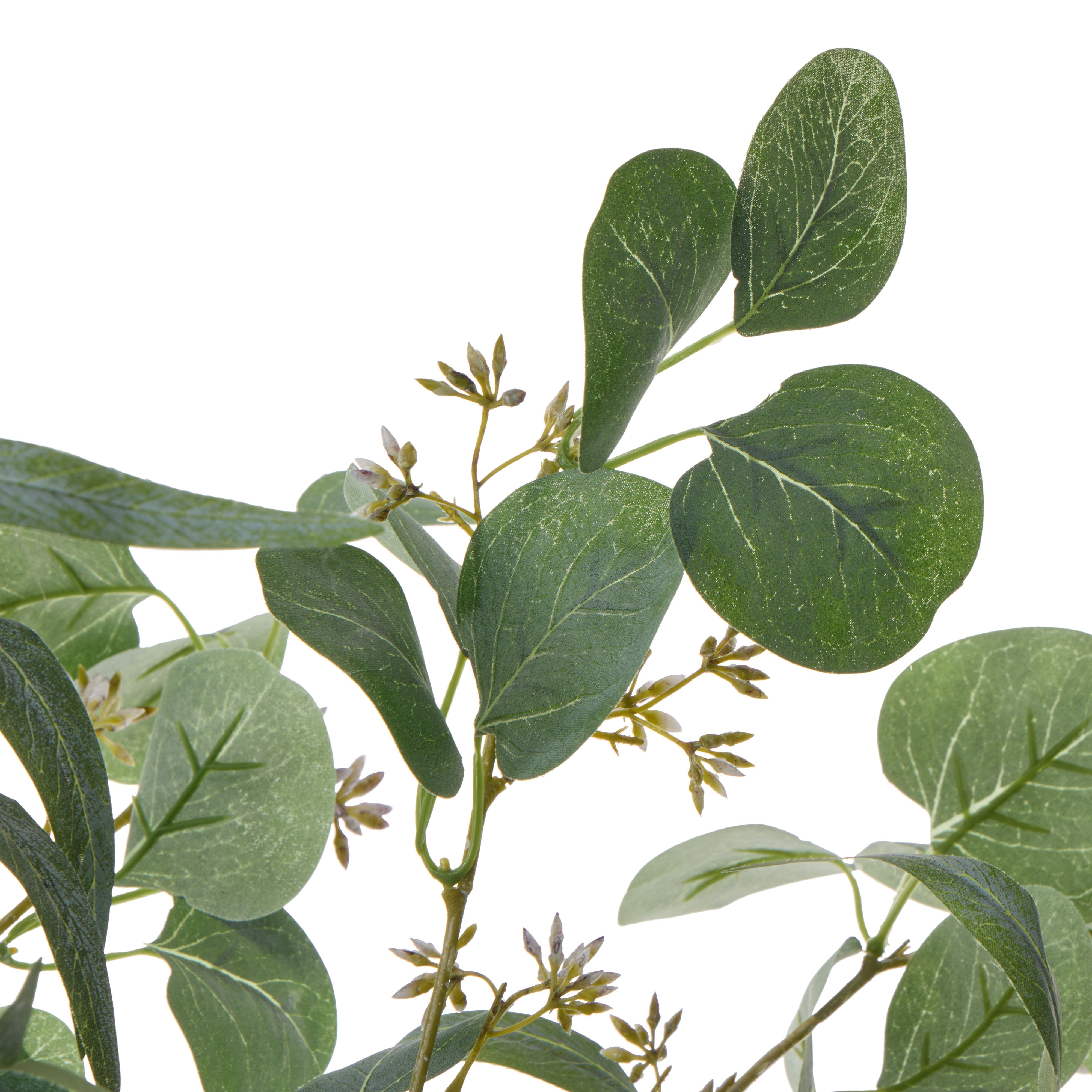 Rogue Eucalyptus Gumnut - Apollo 80cm