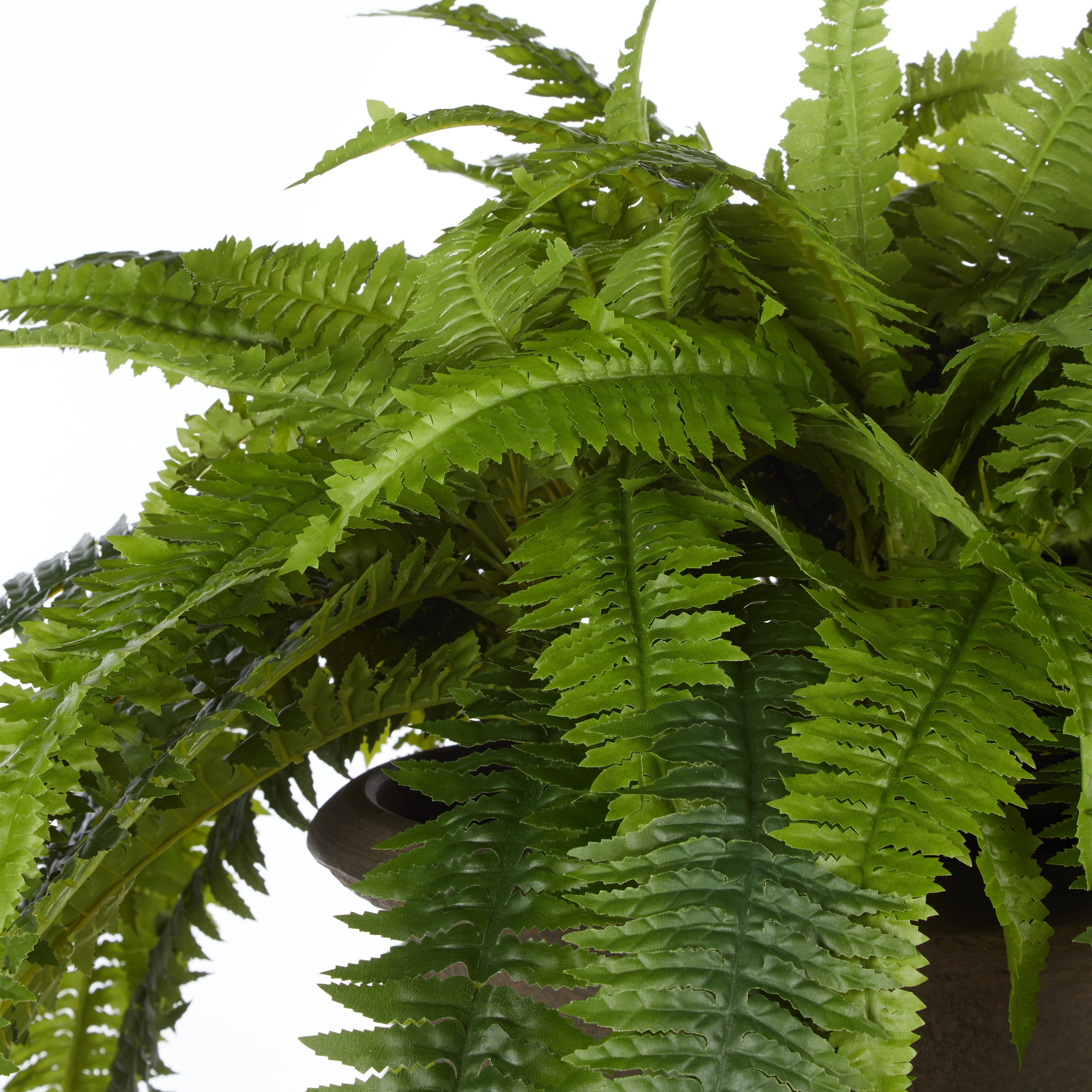 Rogue Boston Fern - Vintage Urn