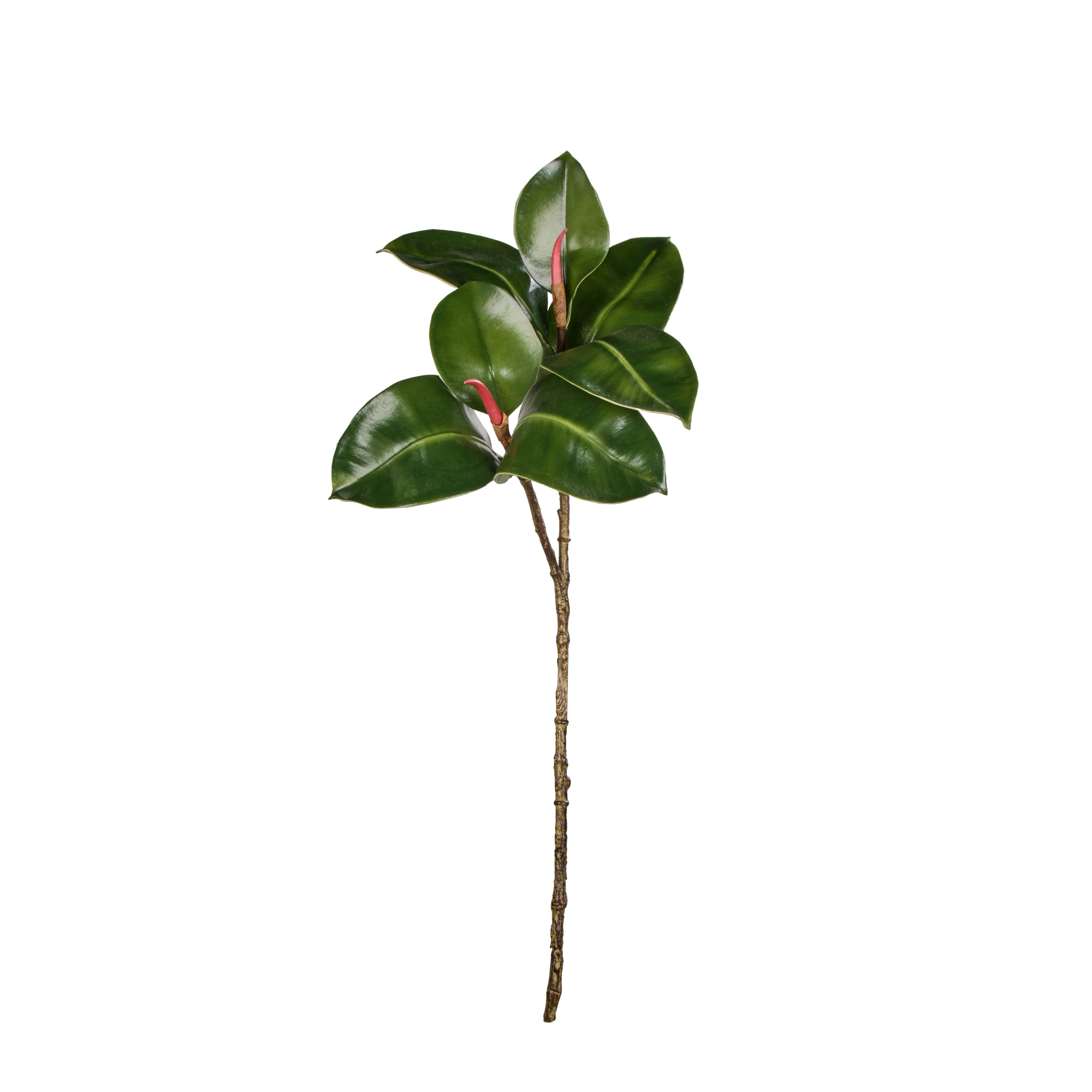 Rogue Rubber Tree Spray