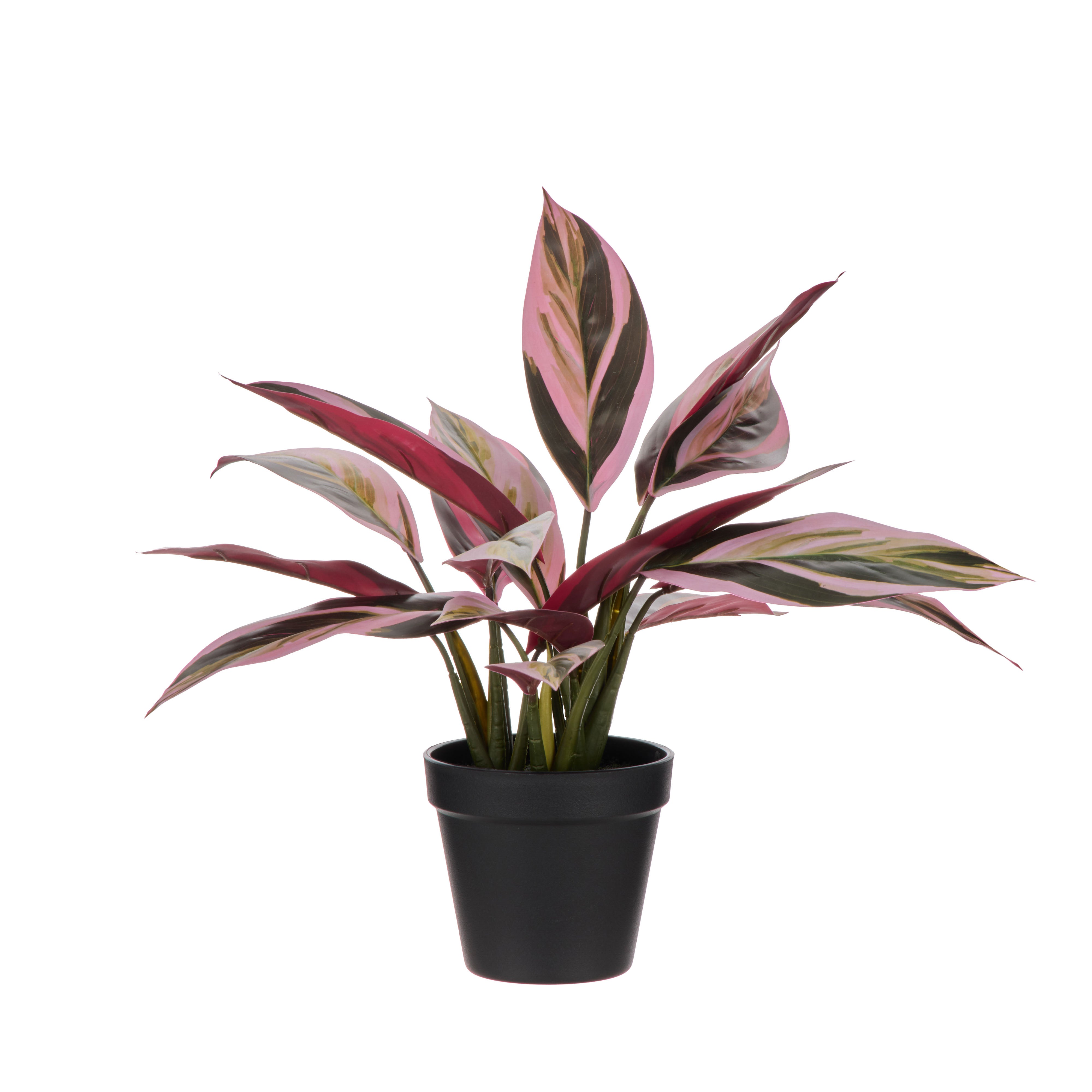 Rogue Cordyline Garden Plant