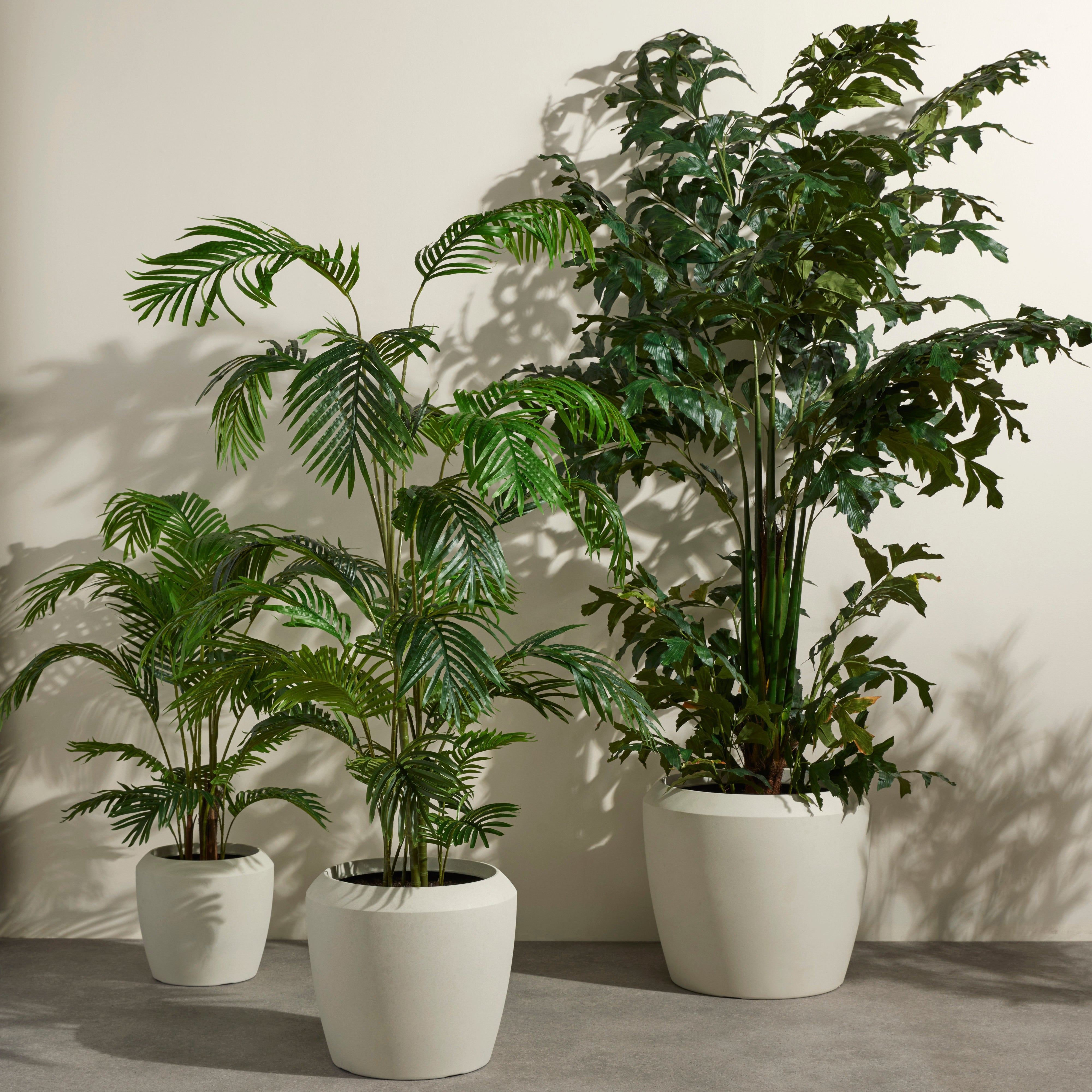 Rogue Caryota Palm Tree - Vienna Planter