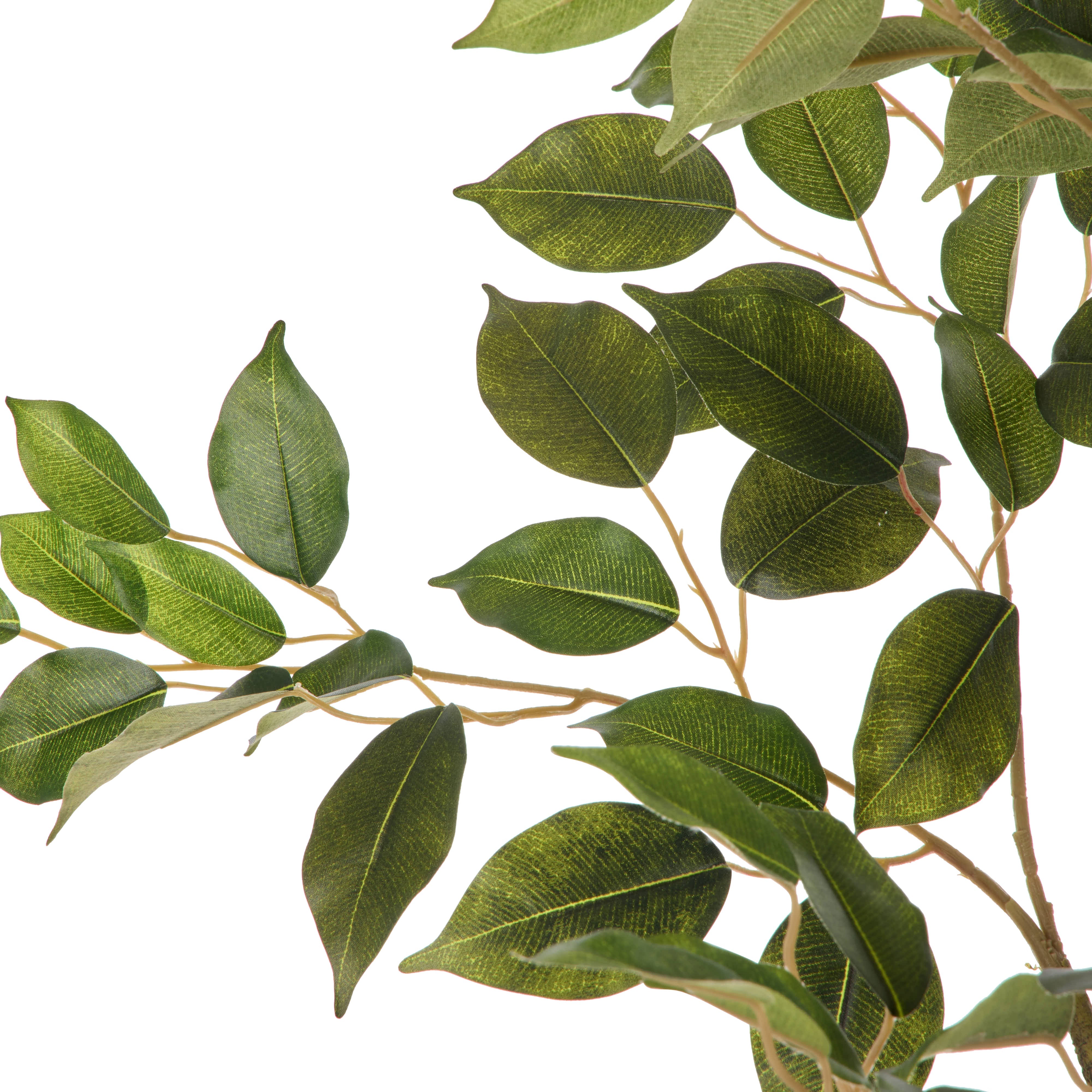 Rogue Ficus Spray 120cm