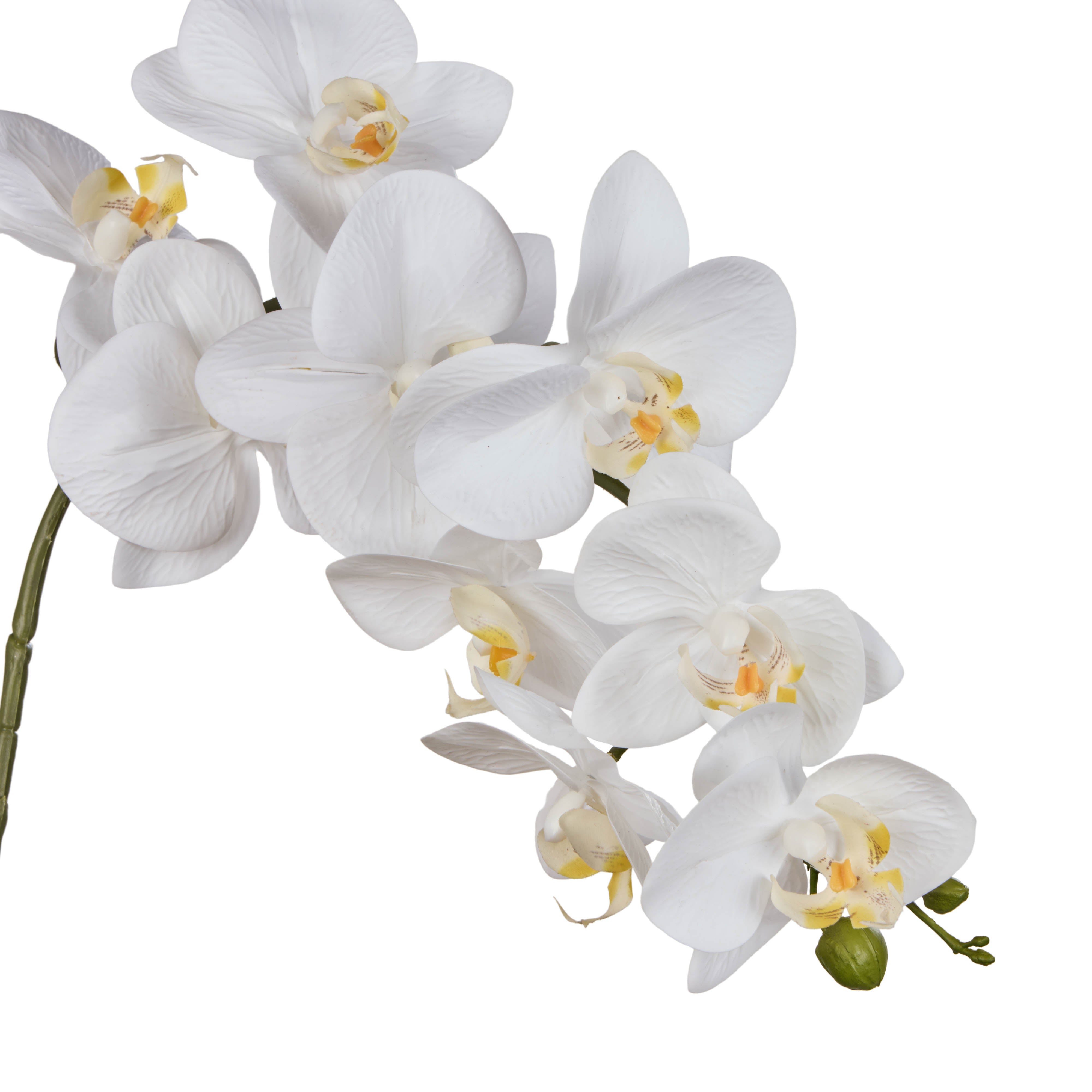 Rogue Phalaenopsis Orchid Stem 104cm