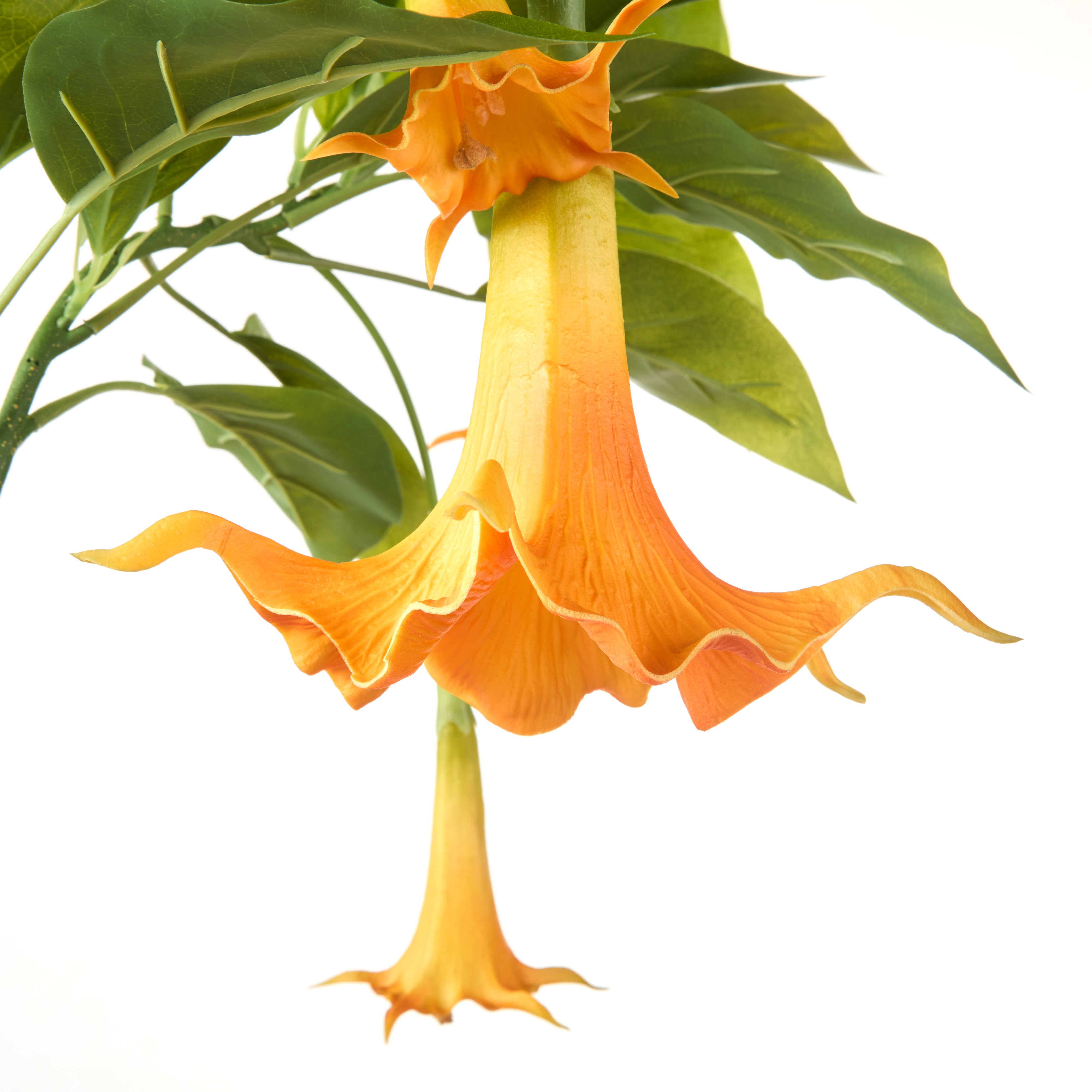 Rogue Datura Tree