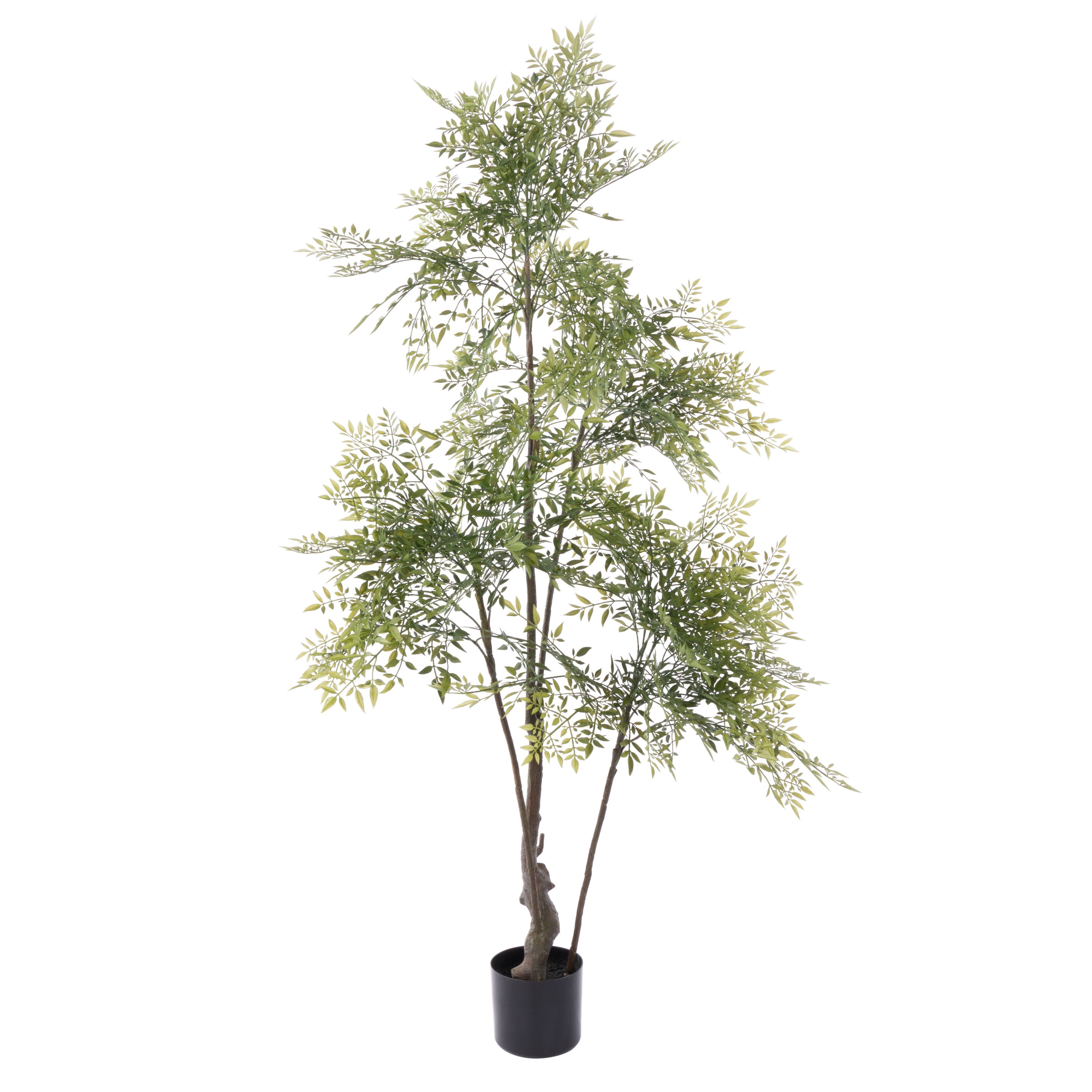 Rogue Ficus Tree - Garden Pot 150cm