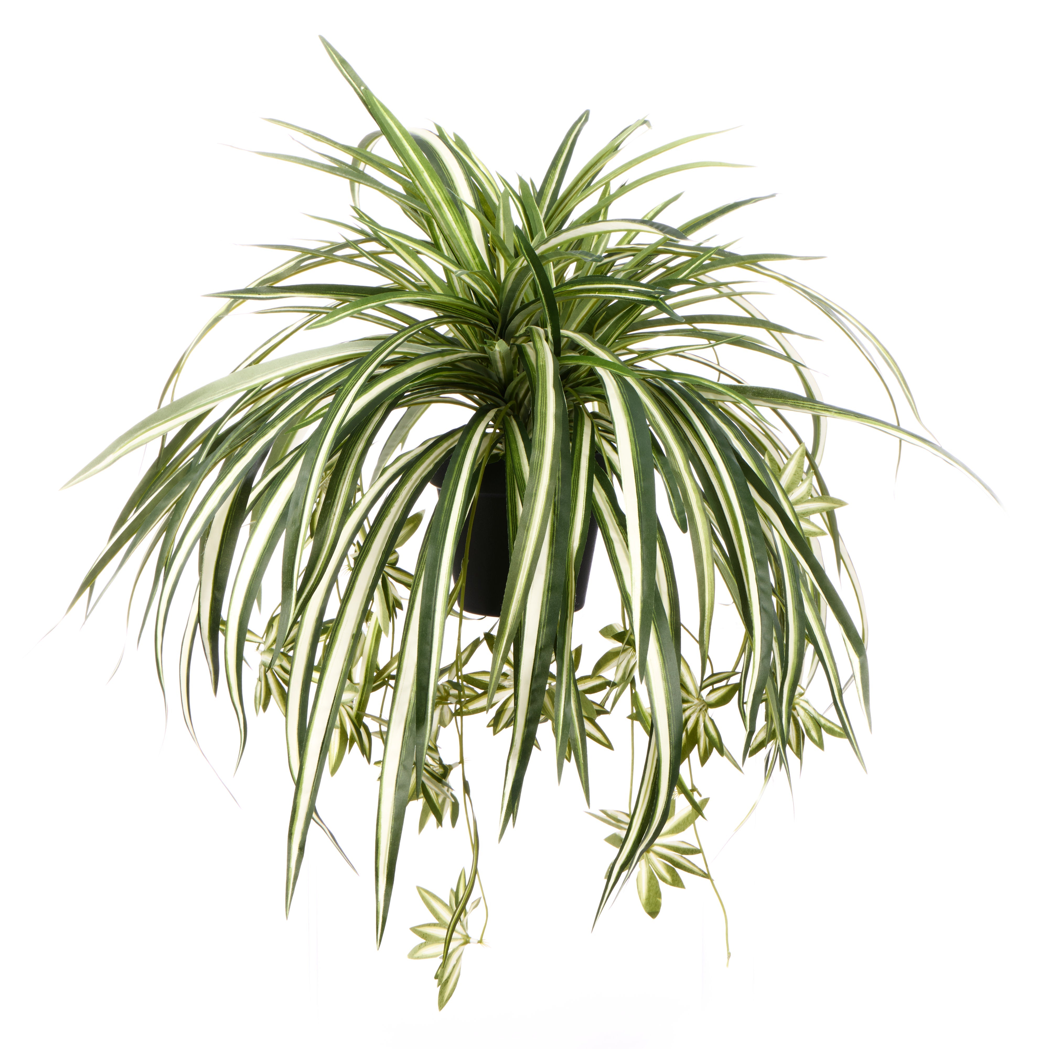 Rogue Spider Plant - Garden Pot 65 x 60cm