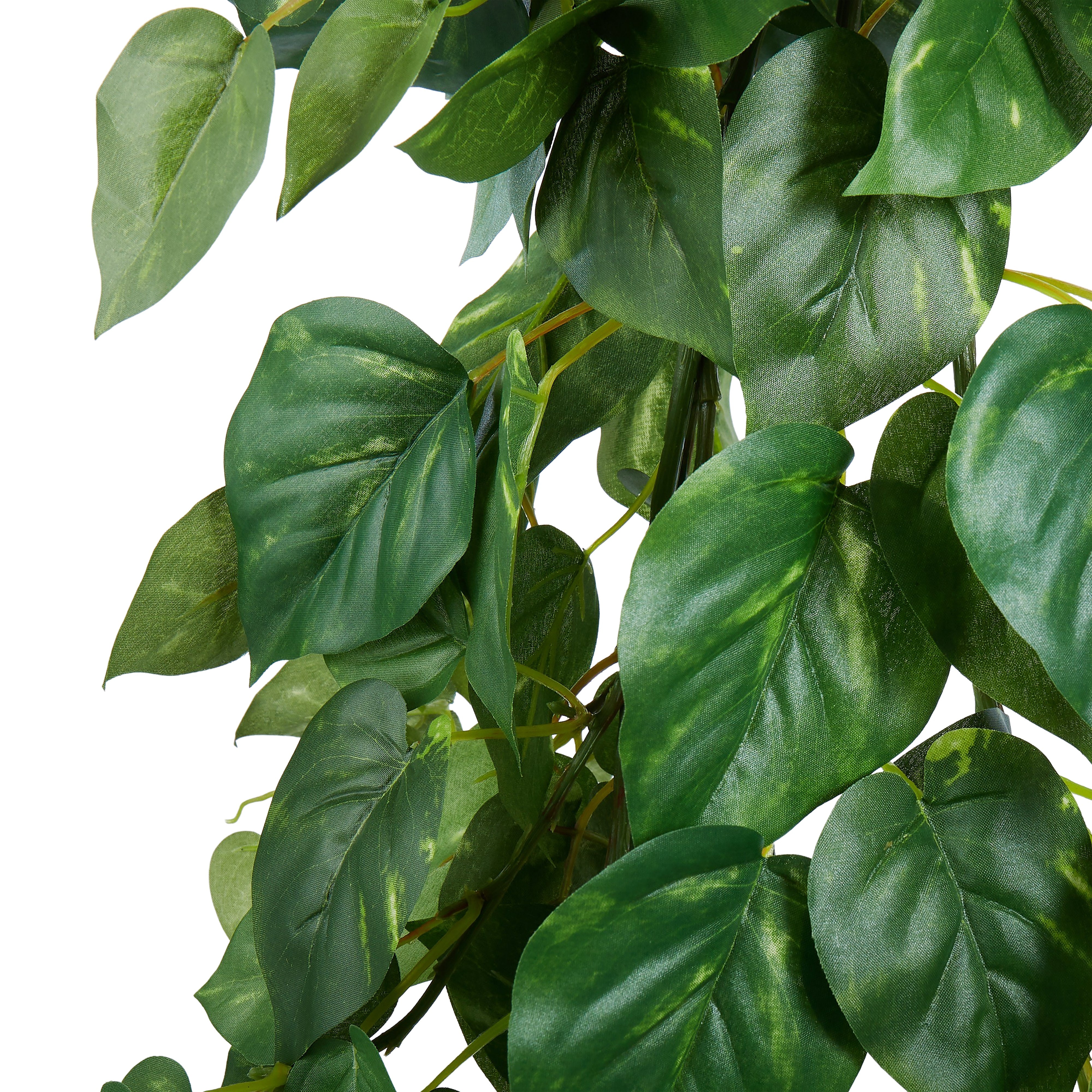 Rogue Pothos Hanging Bush Variegated 114cm