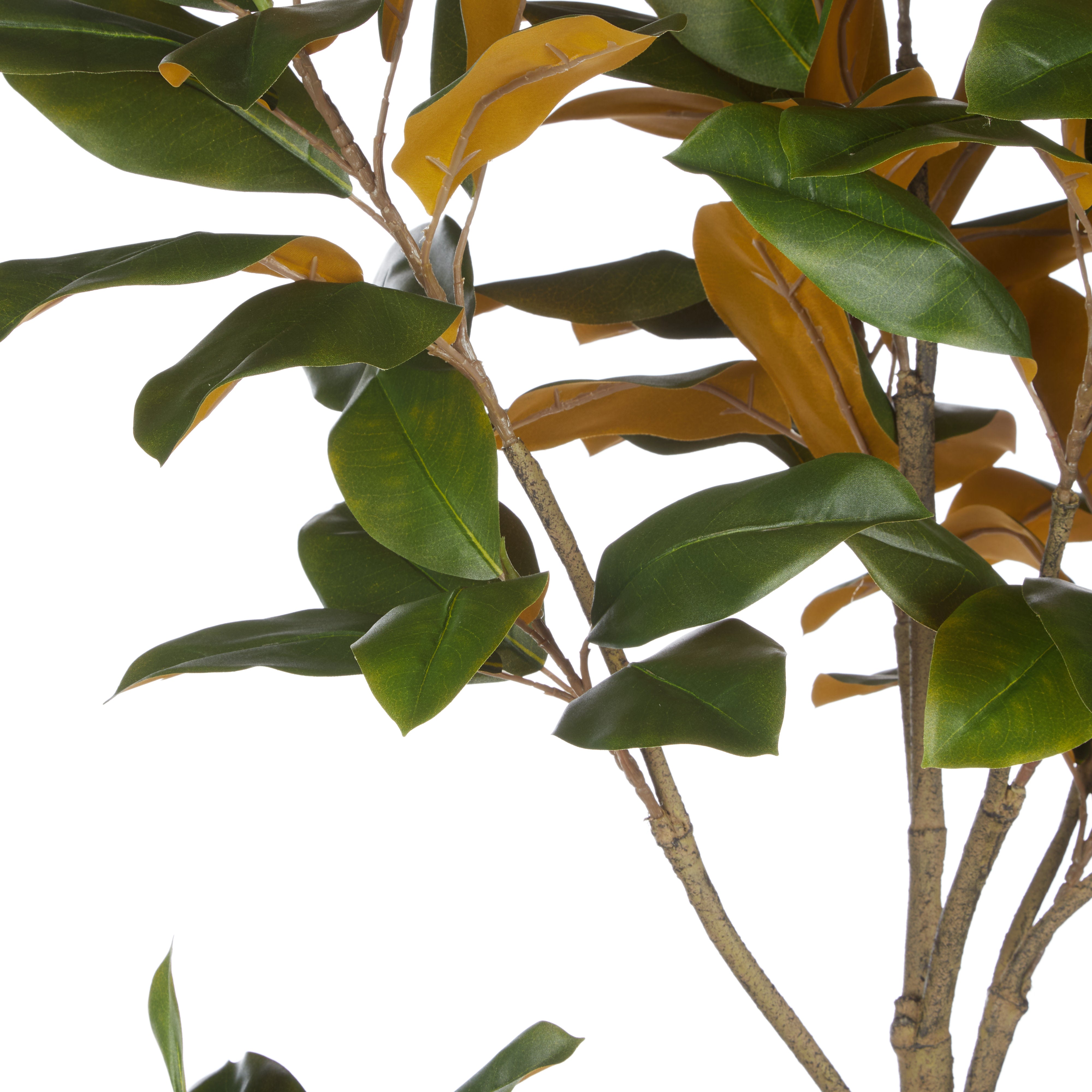 Rogue Magnolia Tree - Rustic Stone Look Pot