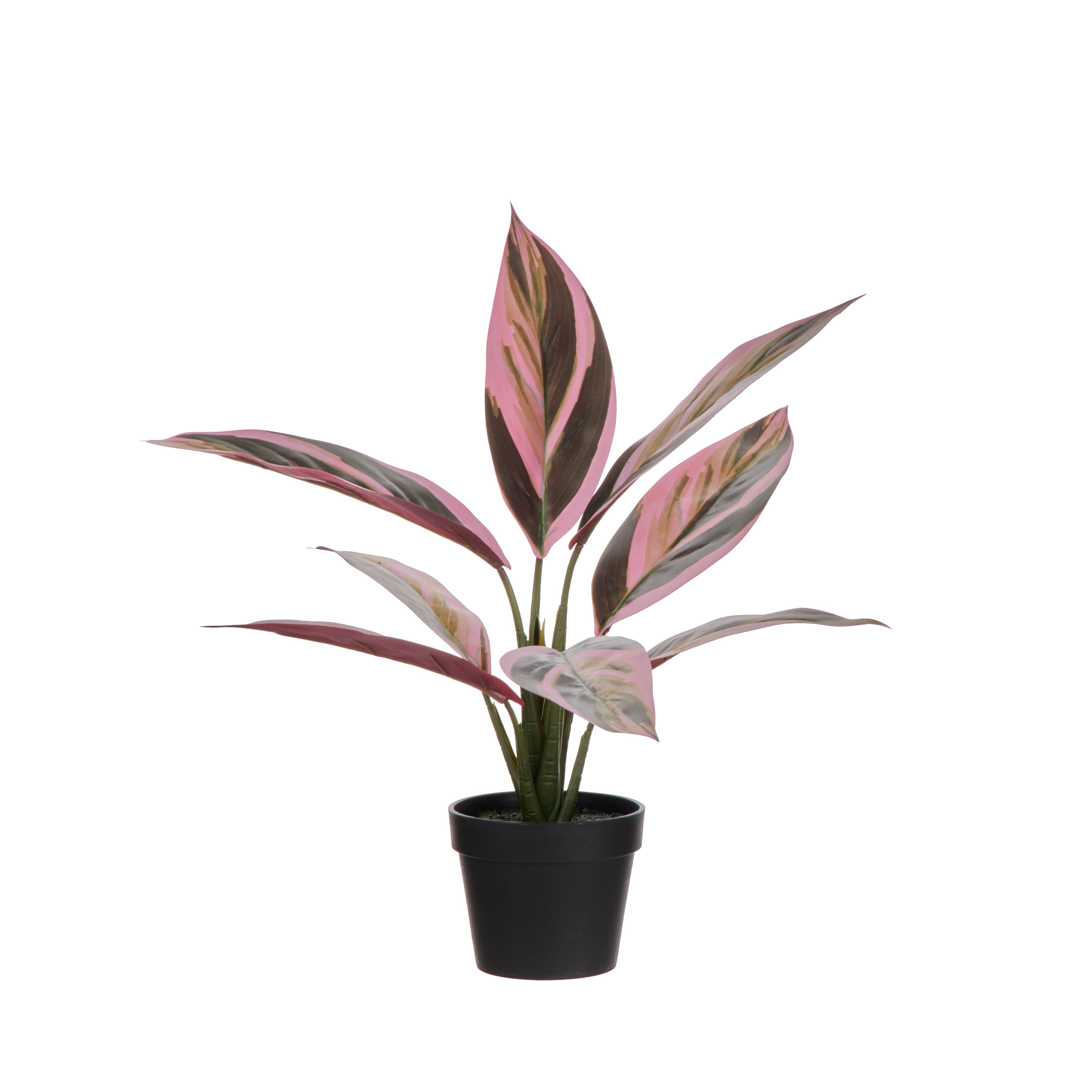 Rogue Cordyline Garden Pot