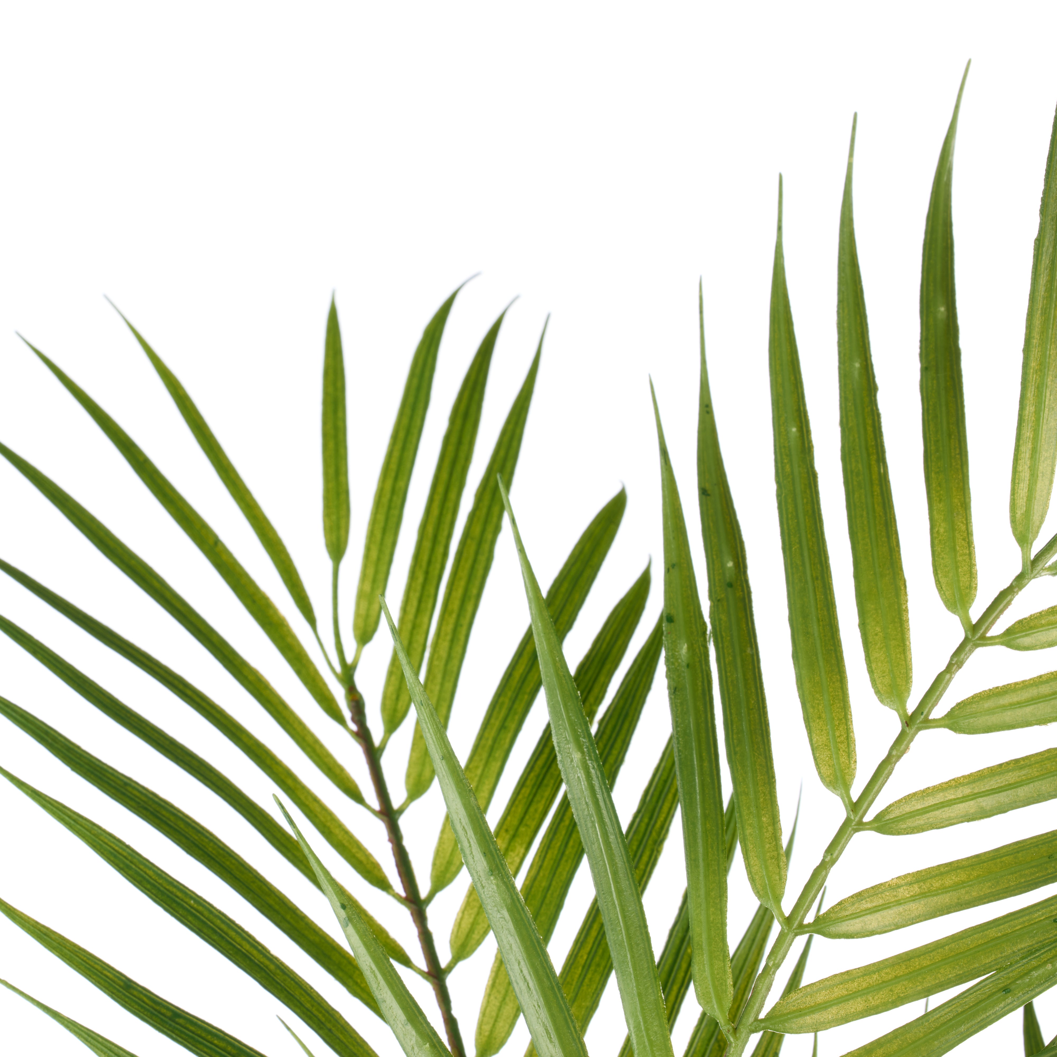 Rogue Phoenix Palm 89cm