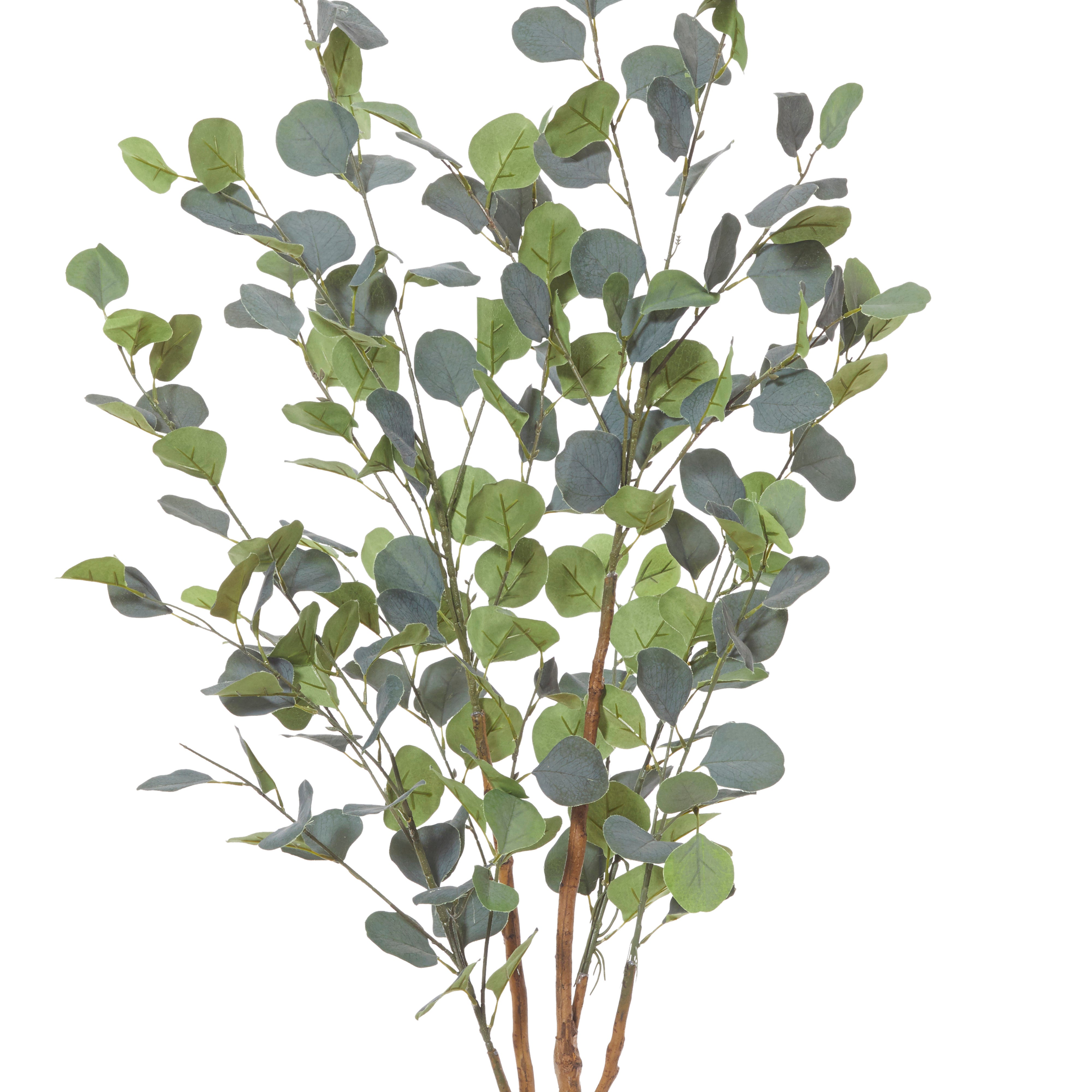 Rogue Eucalyptus Tree 120cm