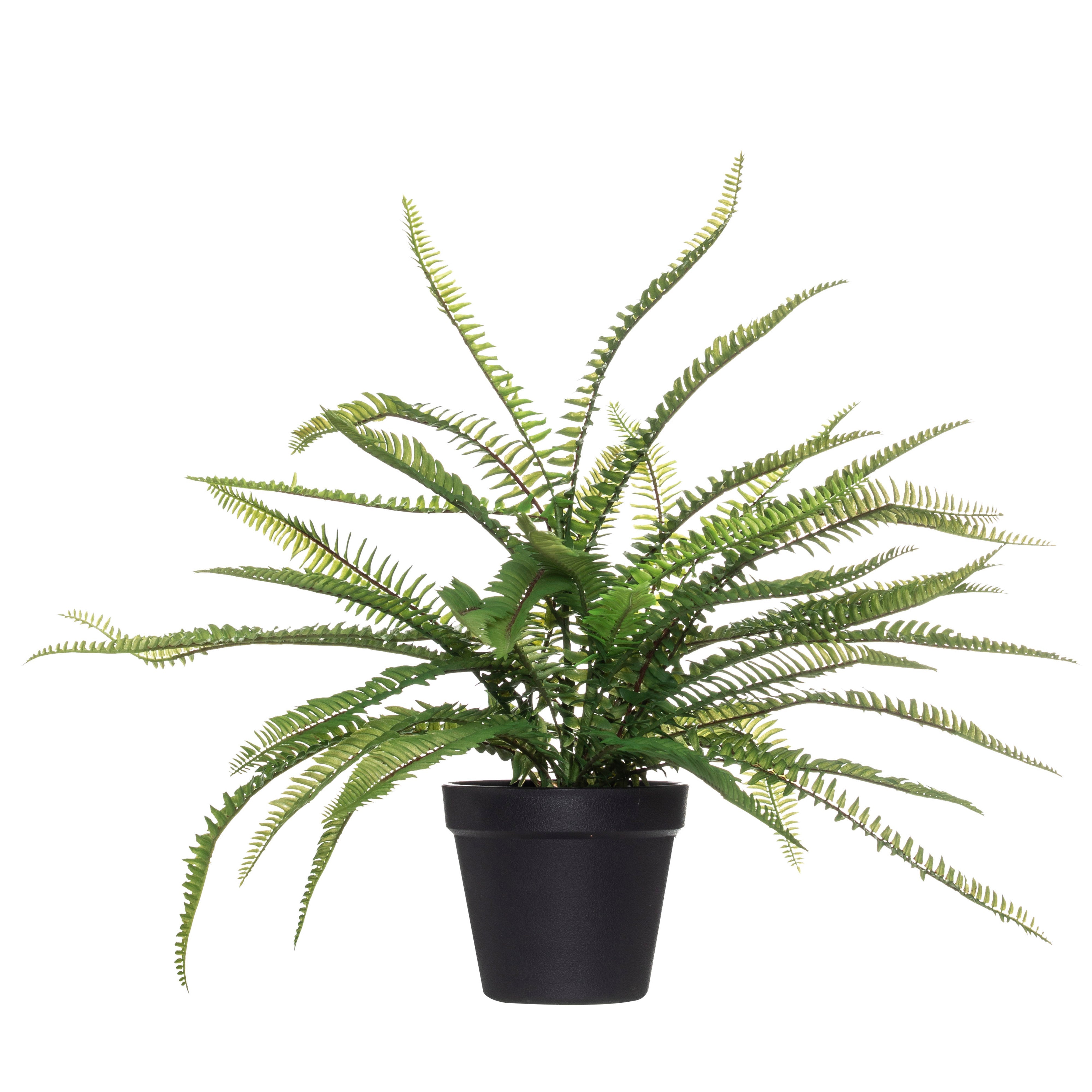 Rogue Evergreen Boston Fern - Garden Pot Large