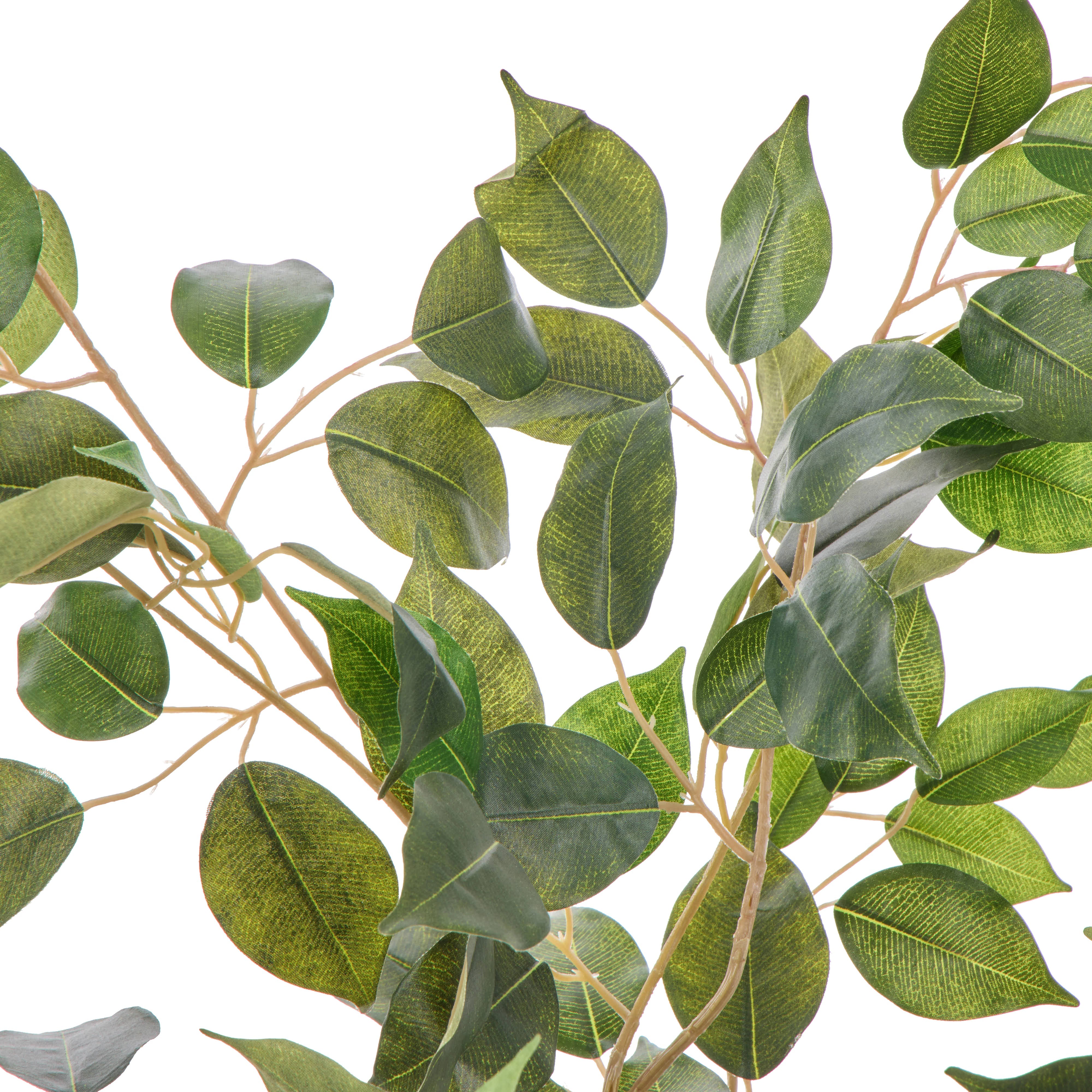 Rogue Ficus Tree Pot Green 120cm