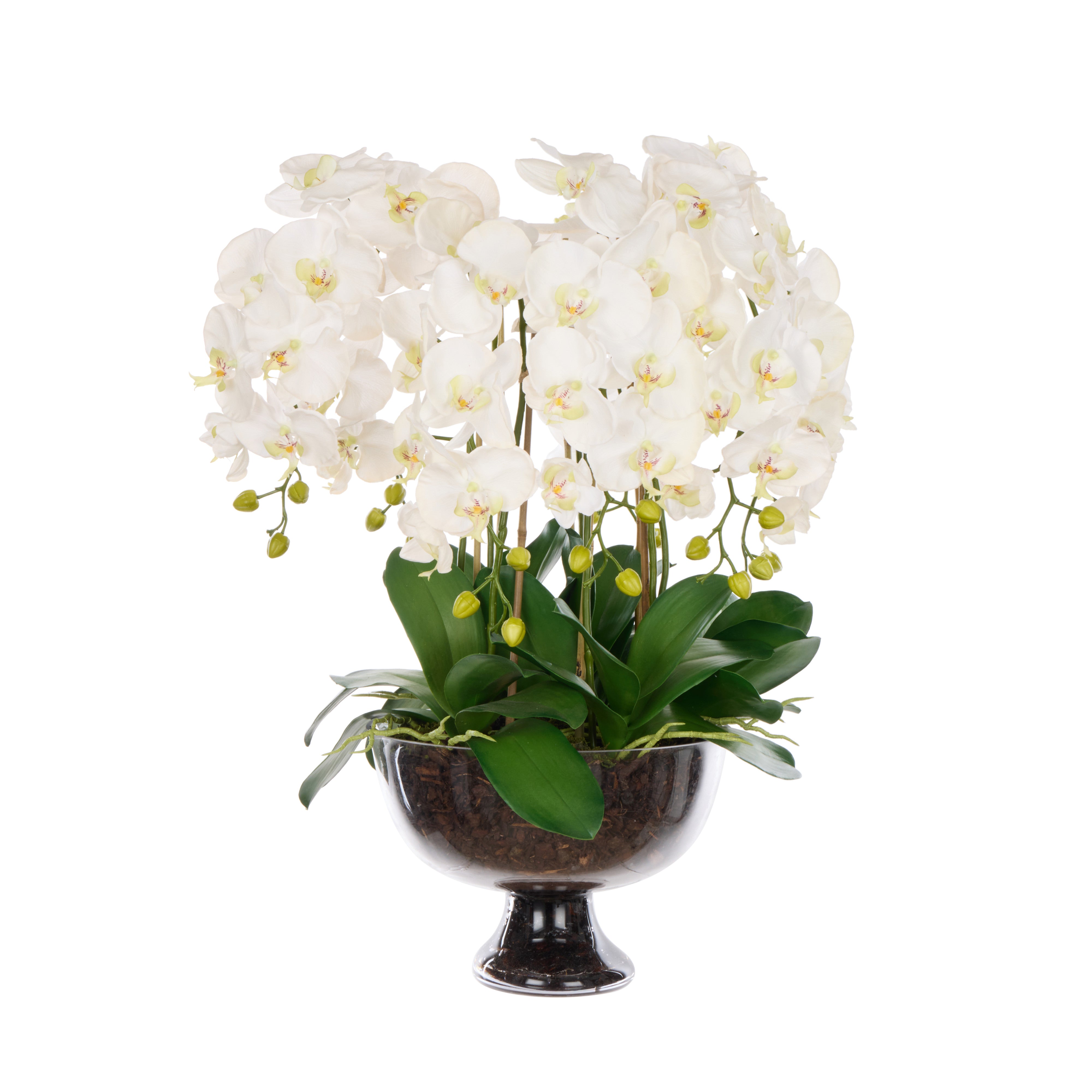 Rogue Phalaenopsis Full - Dahlia Bowl White & Glass 83cm