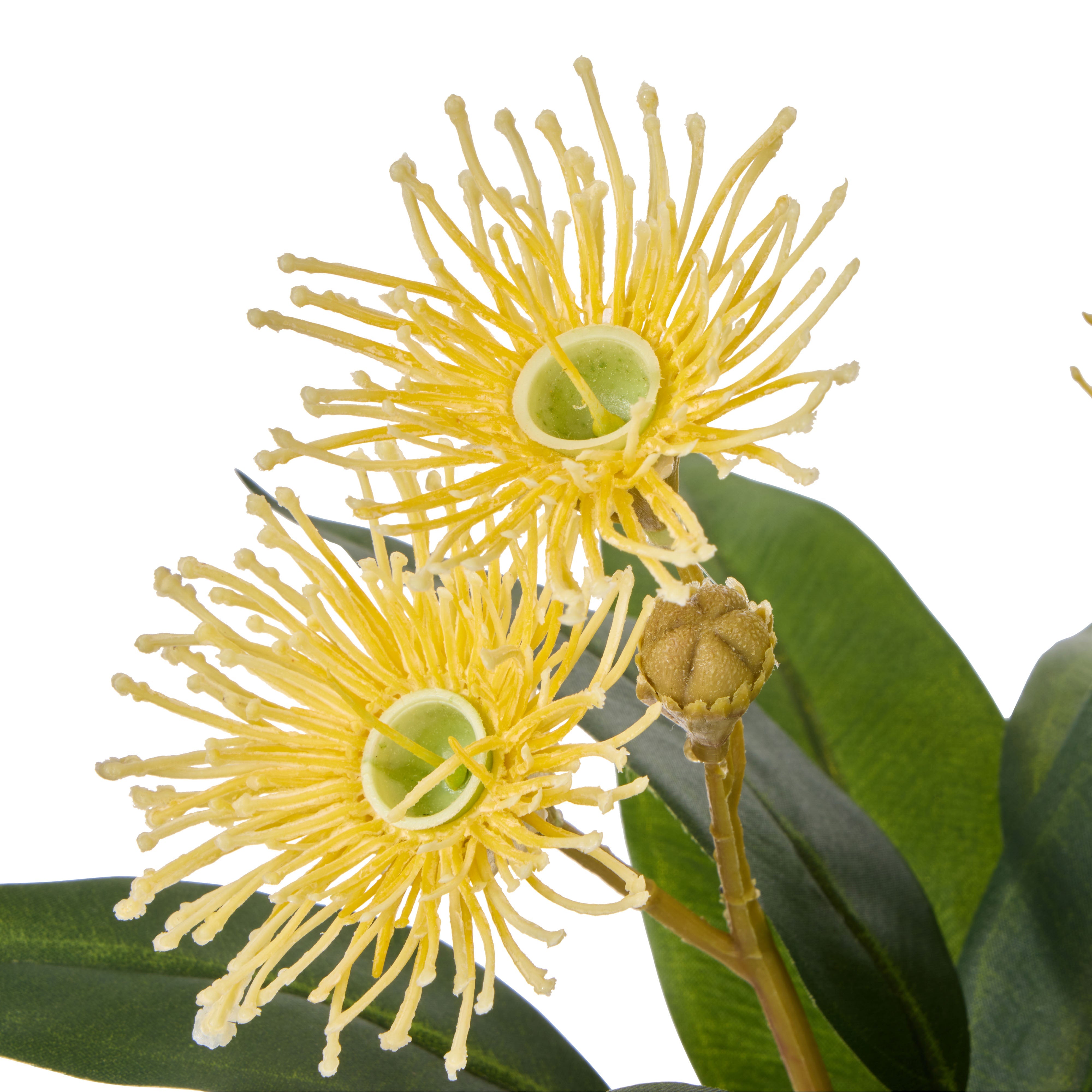 Rogue Flowering Eucalyptus - Sphere