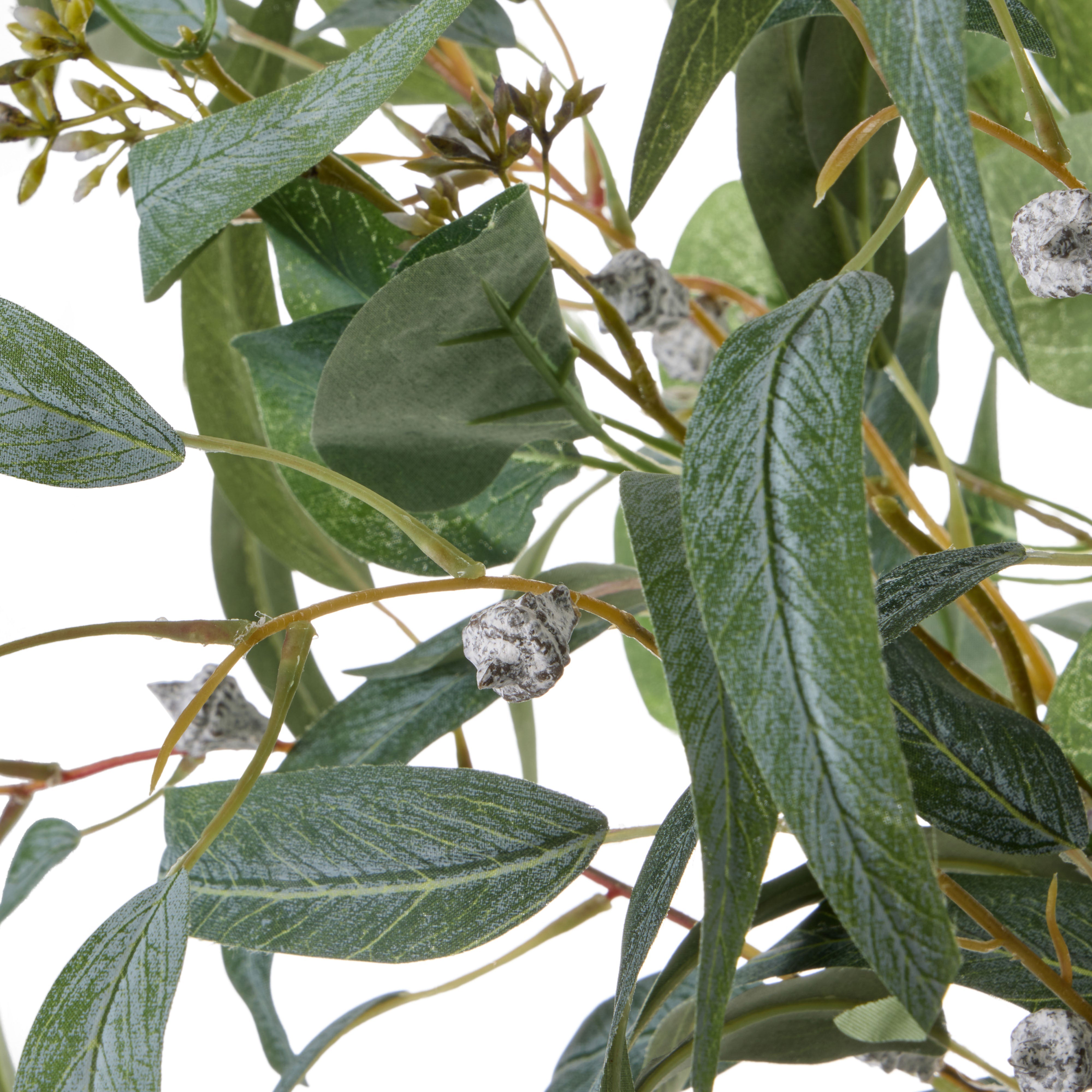 Rogue Eucalyptus Gumnut - Apollo 64cm