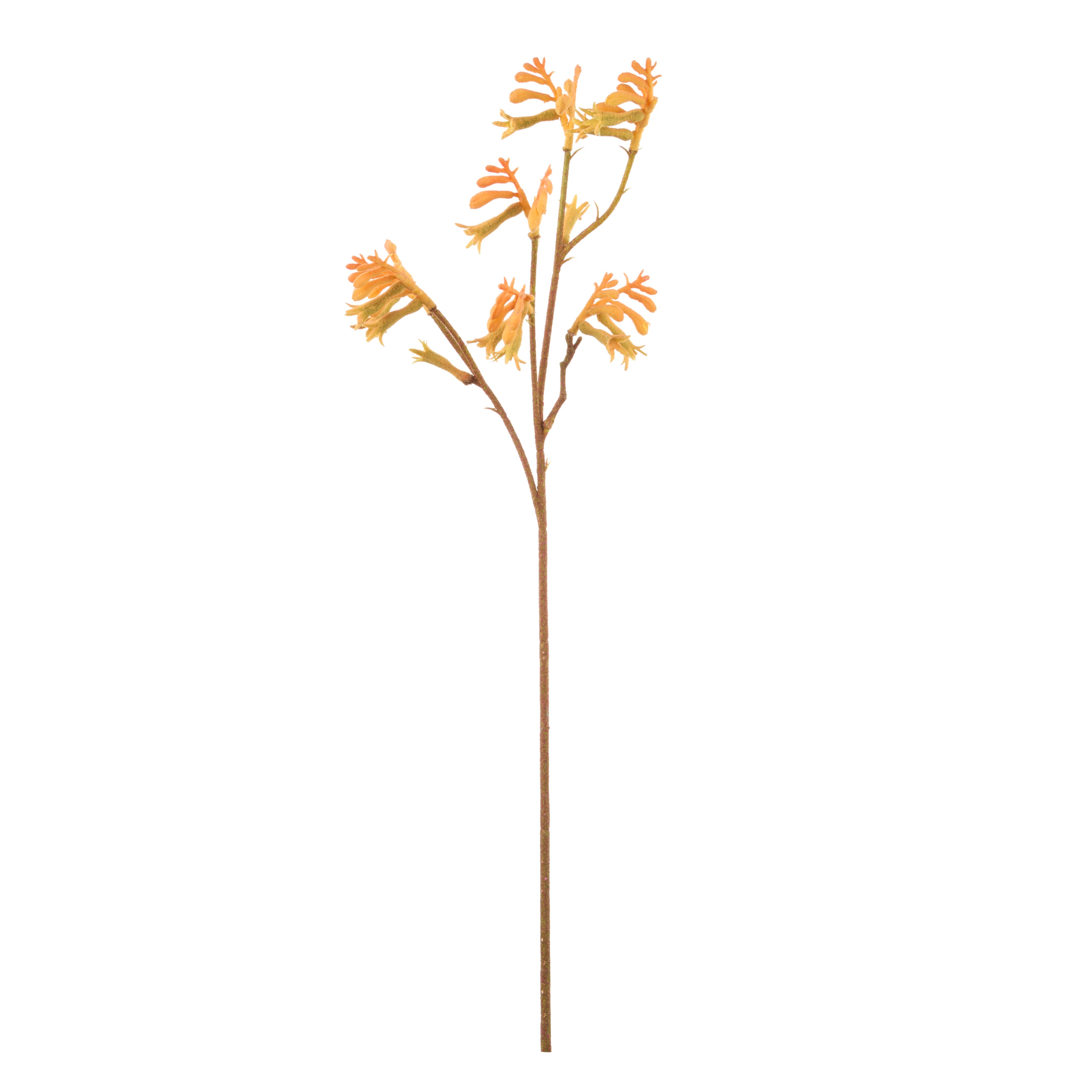 Rogue Kangaroo Paw Spray Orange 16cm