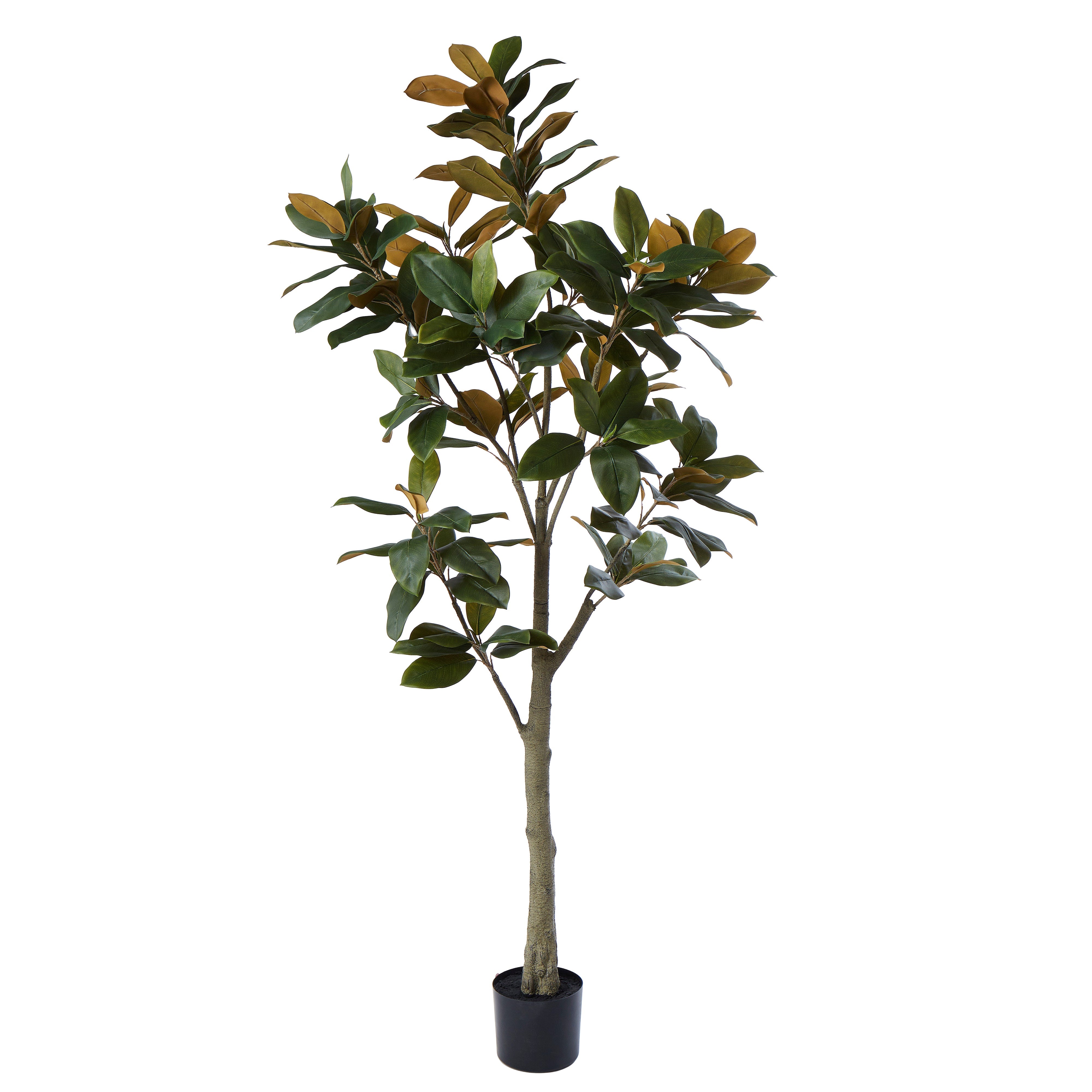 Rogue Magnolia Tree 183cm