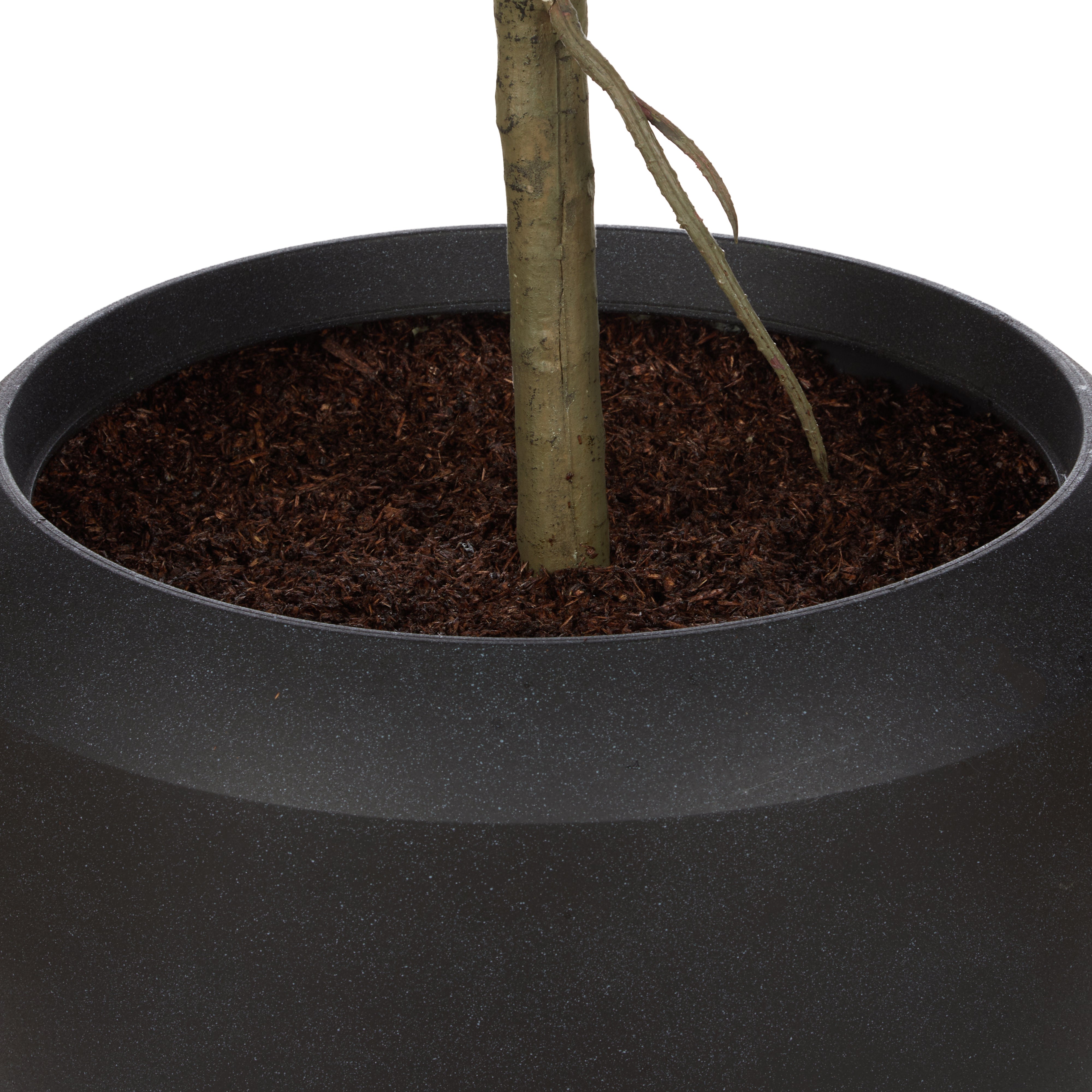 Rogue Giant Fiddle Plant - Vienna Planter 90 x 153cm