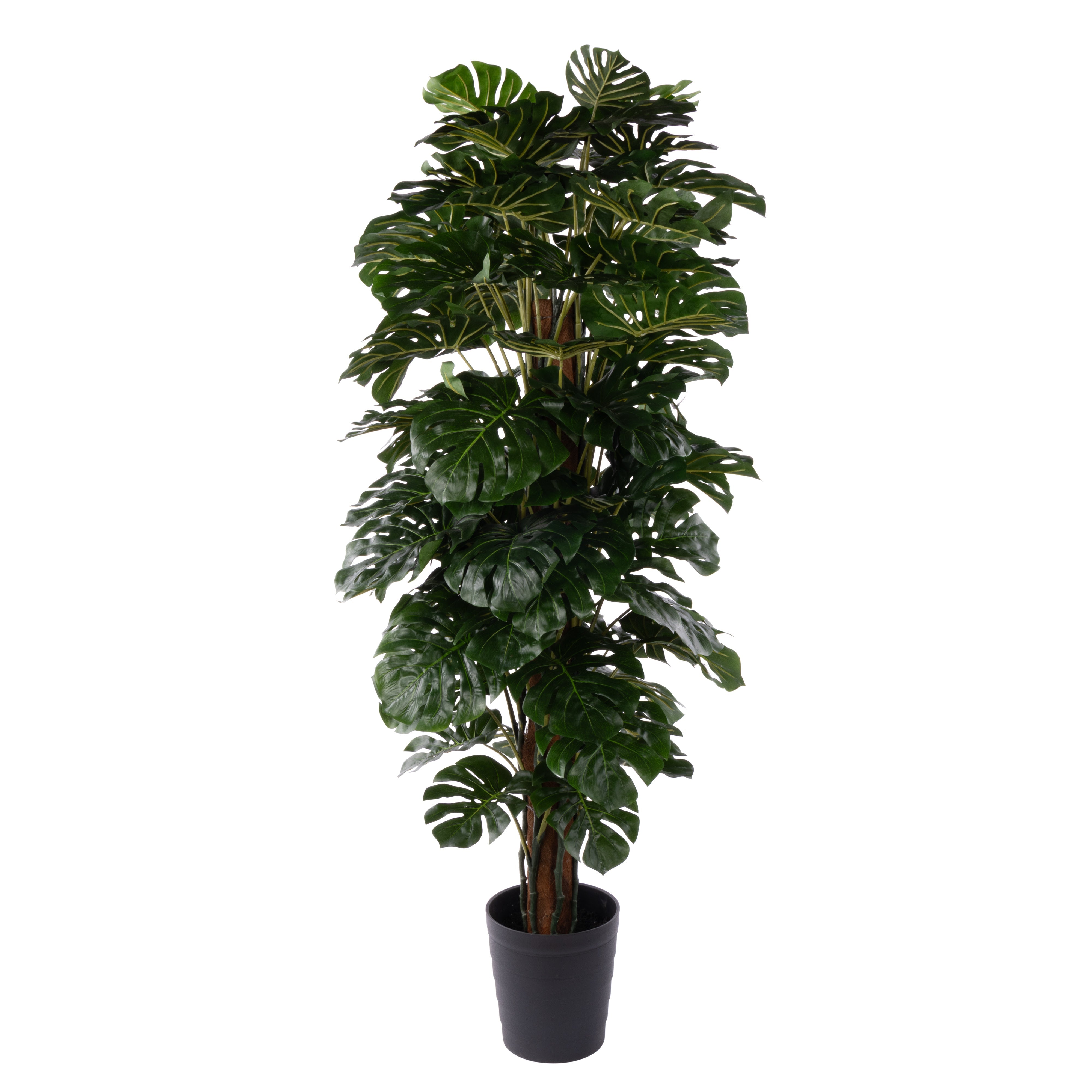 Rogue Monstera UV - Garden Pot 180cm