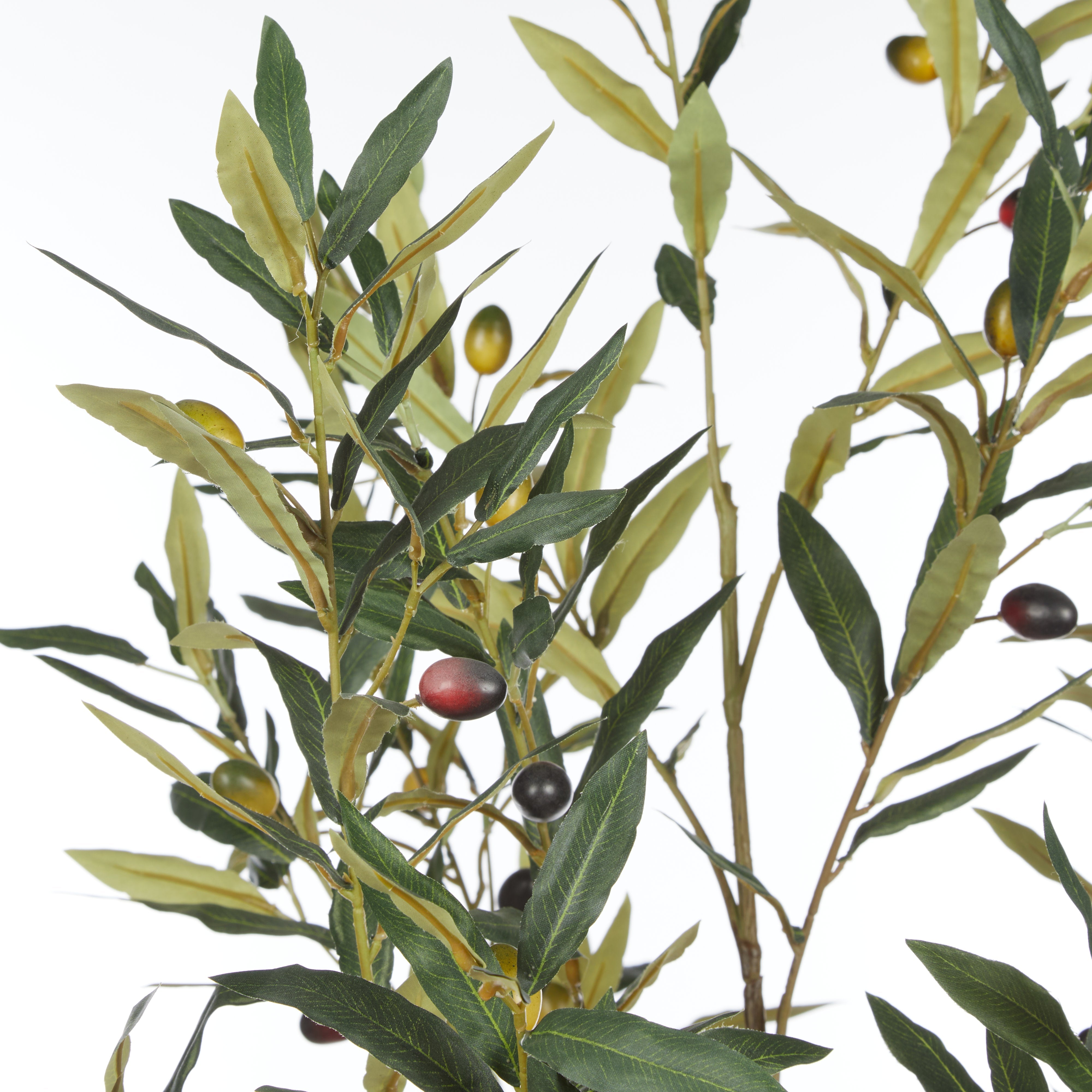 Rogue Olive Tree - Trillium Planter 164cm