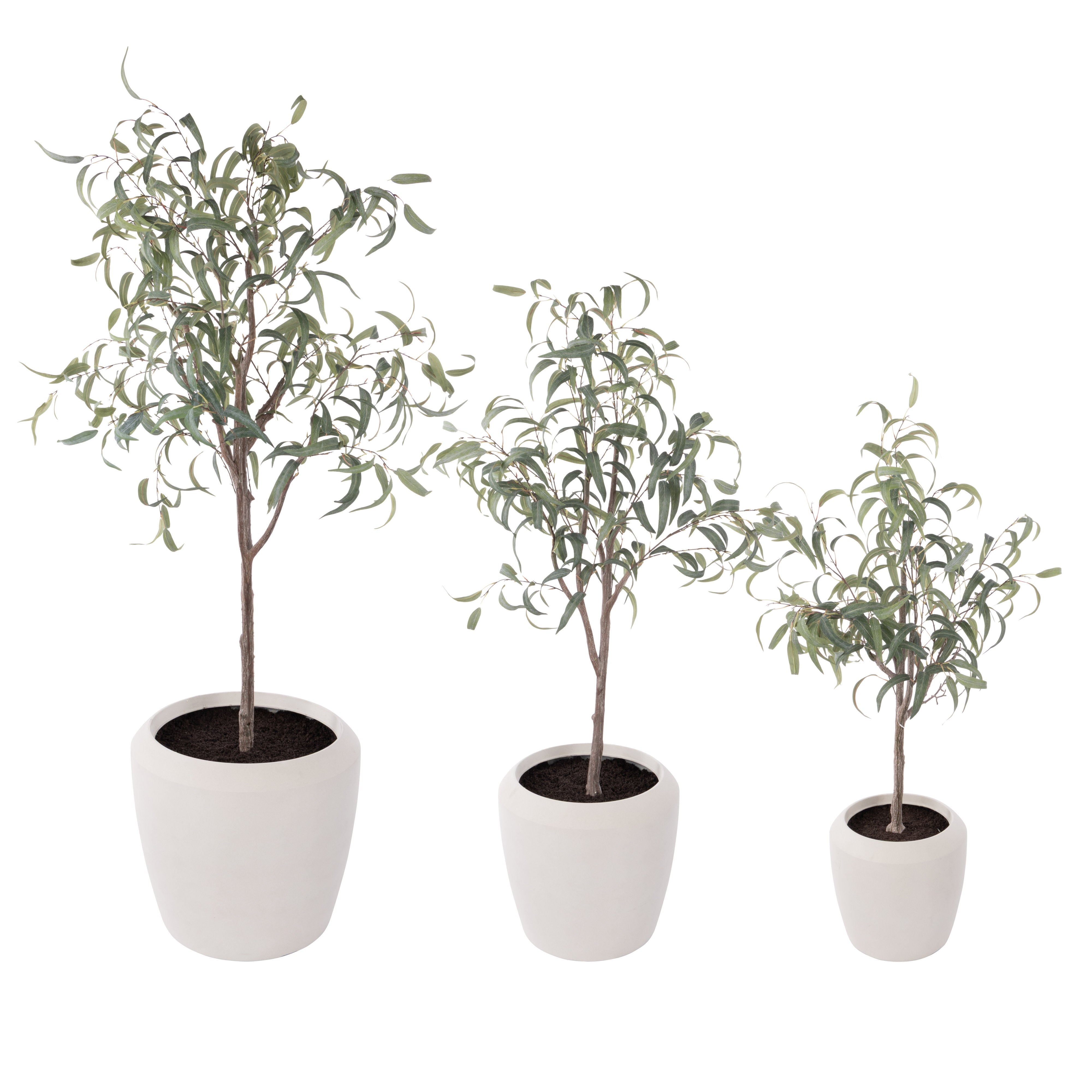 Rogue Eucalyptus Tree - Vienna Planter