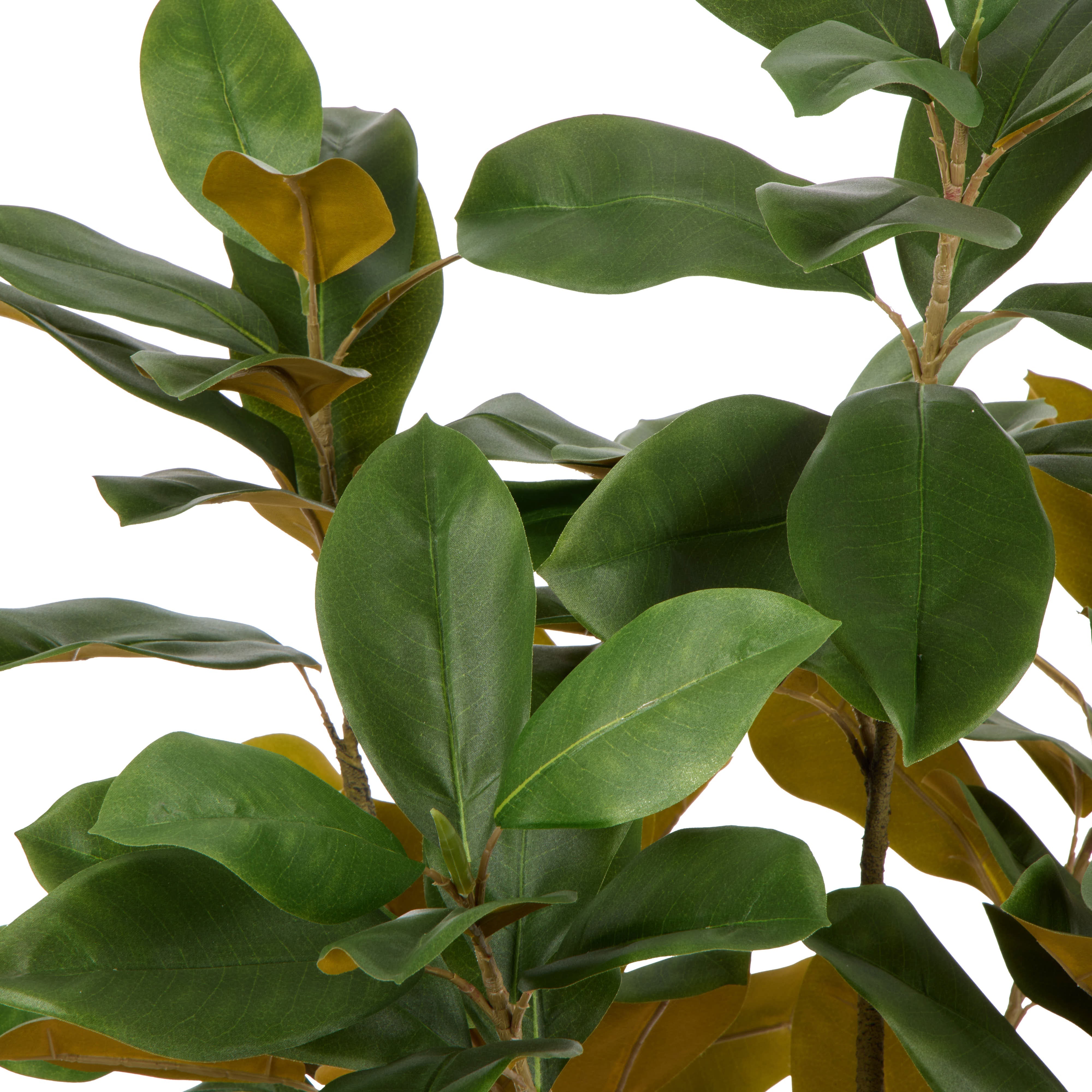 Rogue Magnolia Tree Garden Pot