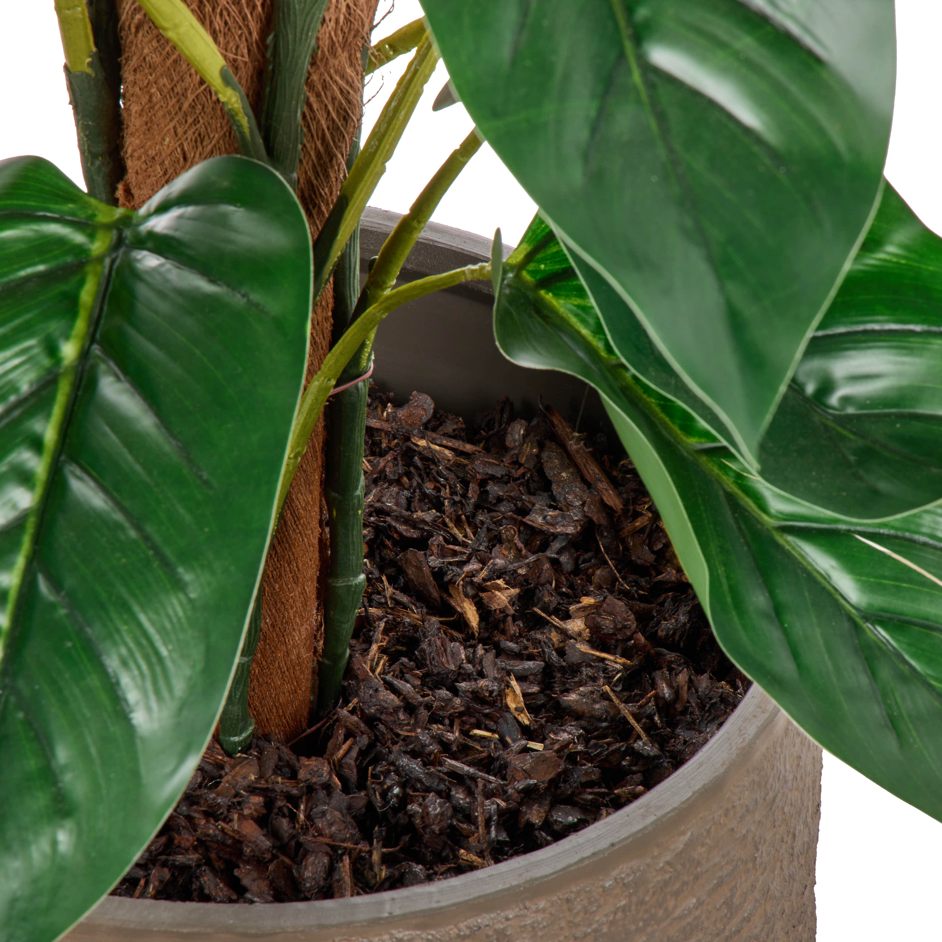 Rogue Philodendron - Trillium UV