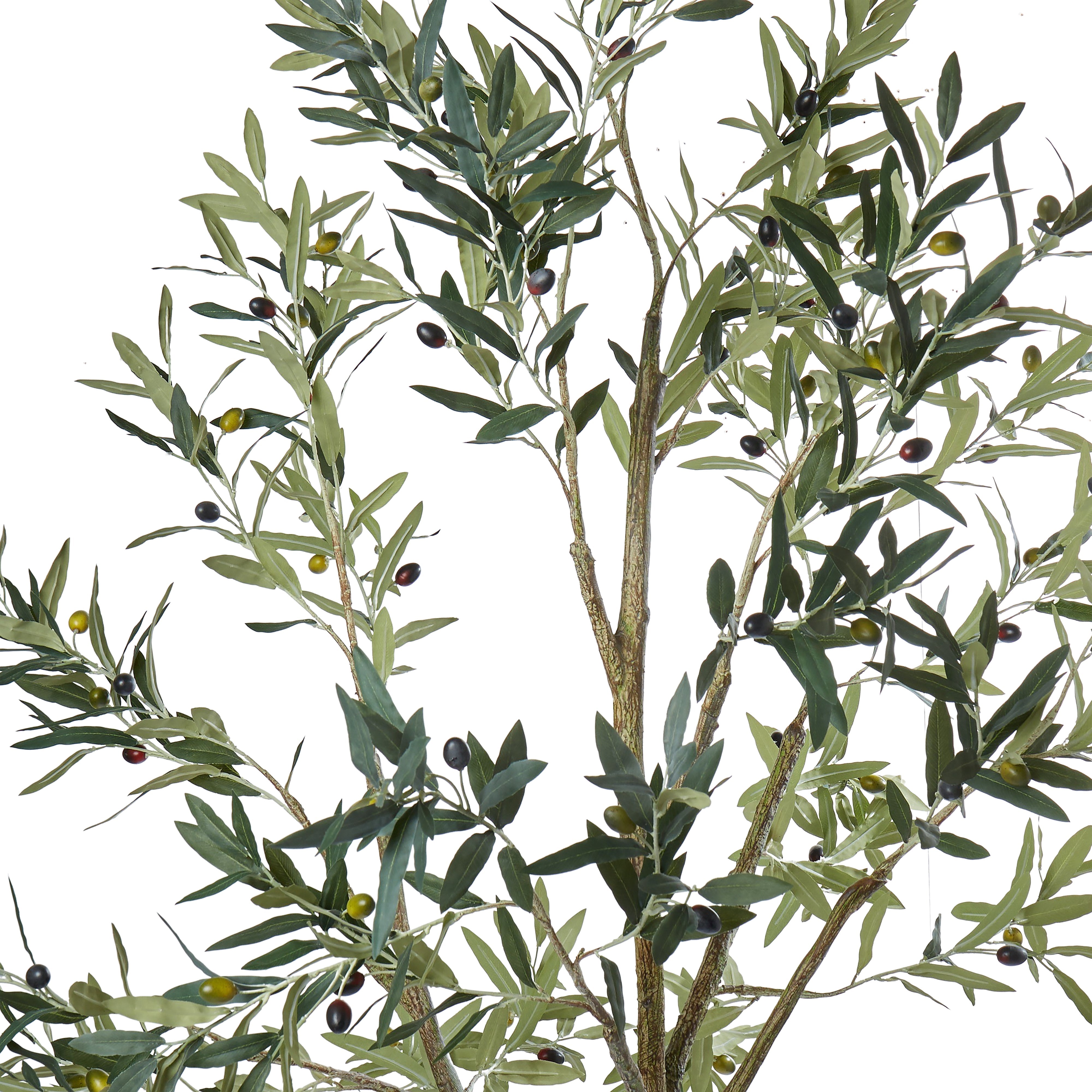 Rogue Olive Tree 213cm