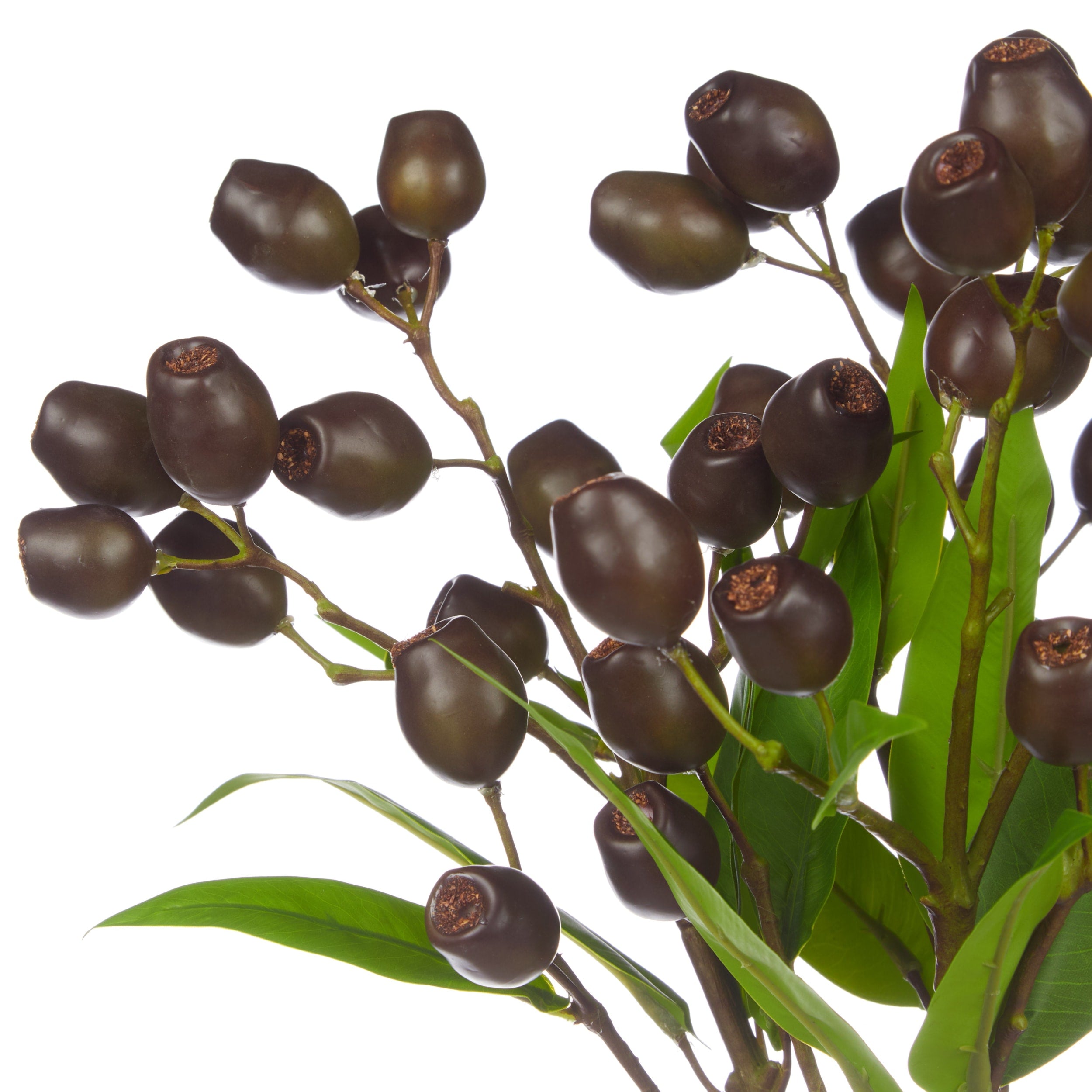 Rogue Olea Gum Nut Spray Bunch Purple