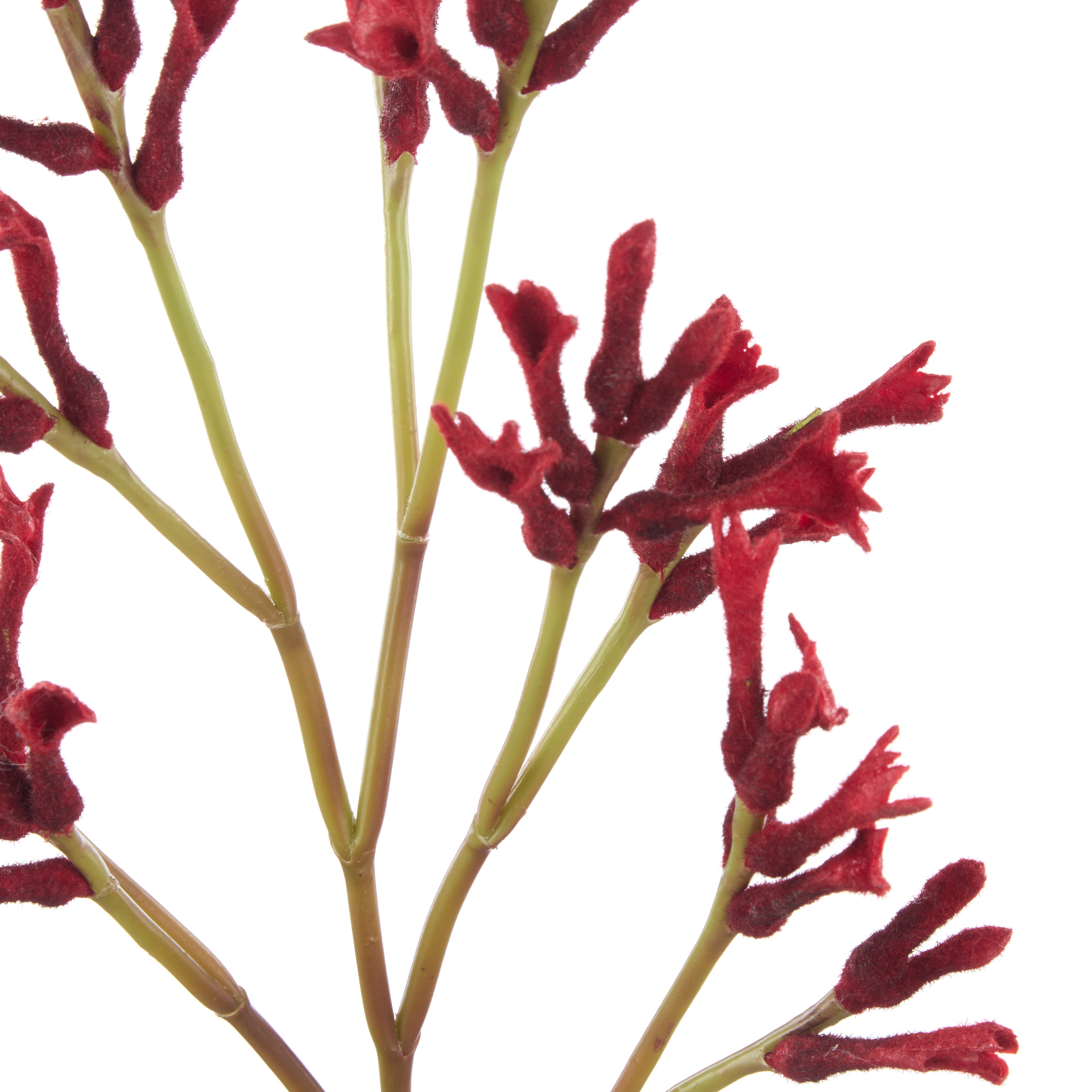 Rogue Kangaroo Paw Spray Red 77cm