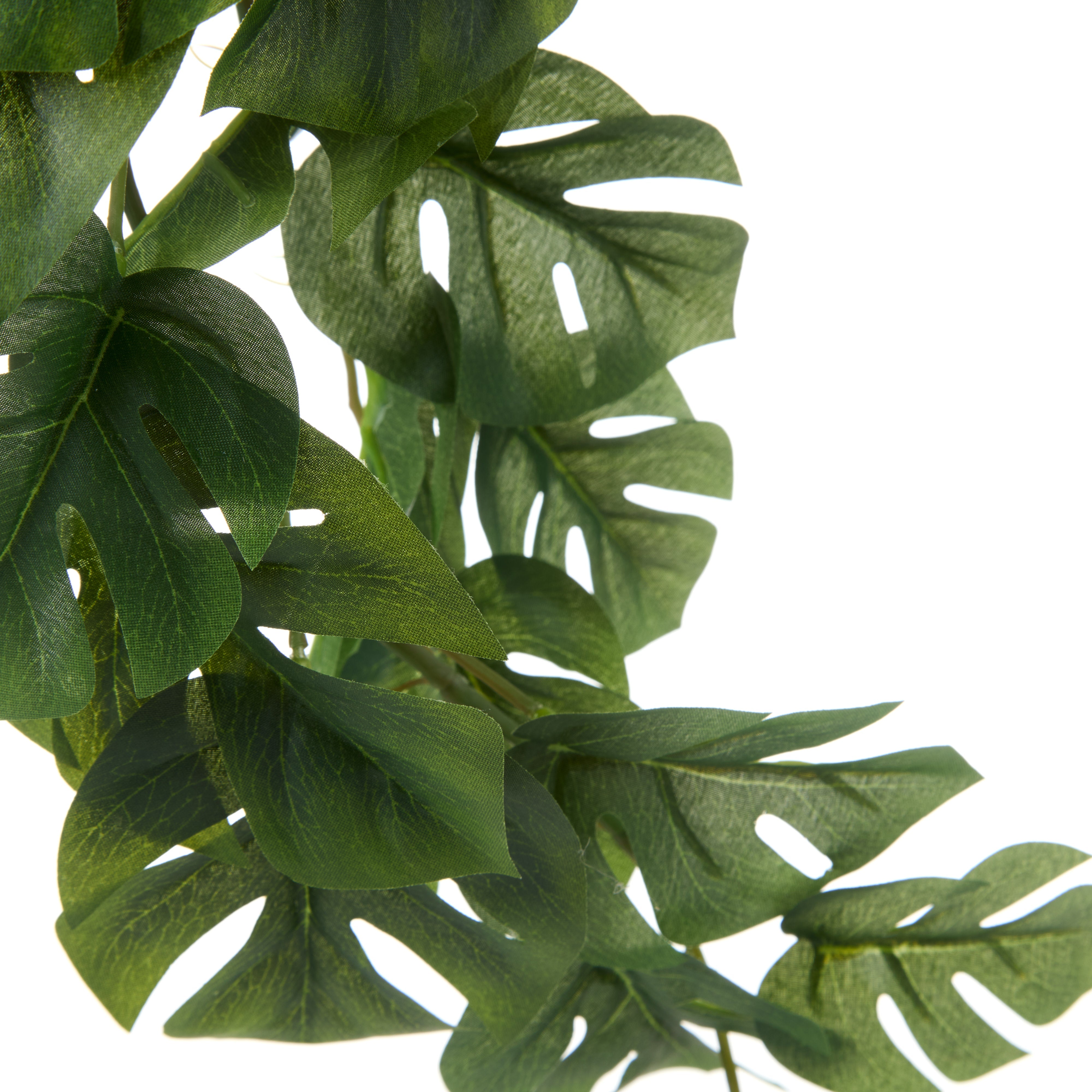 Rogue Monstera Hanging Bush