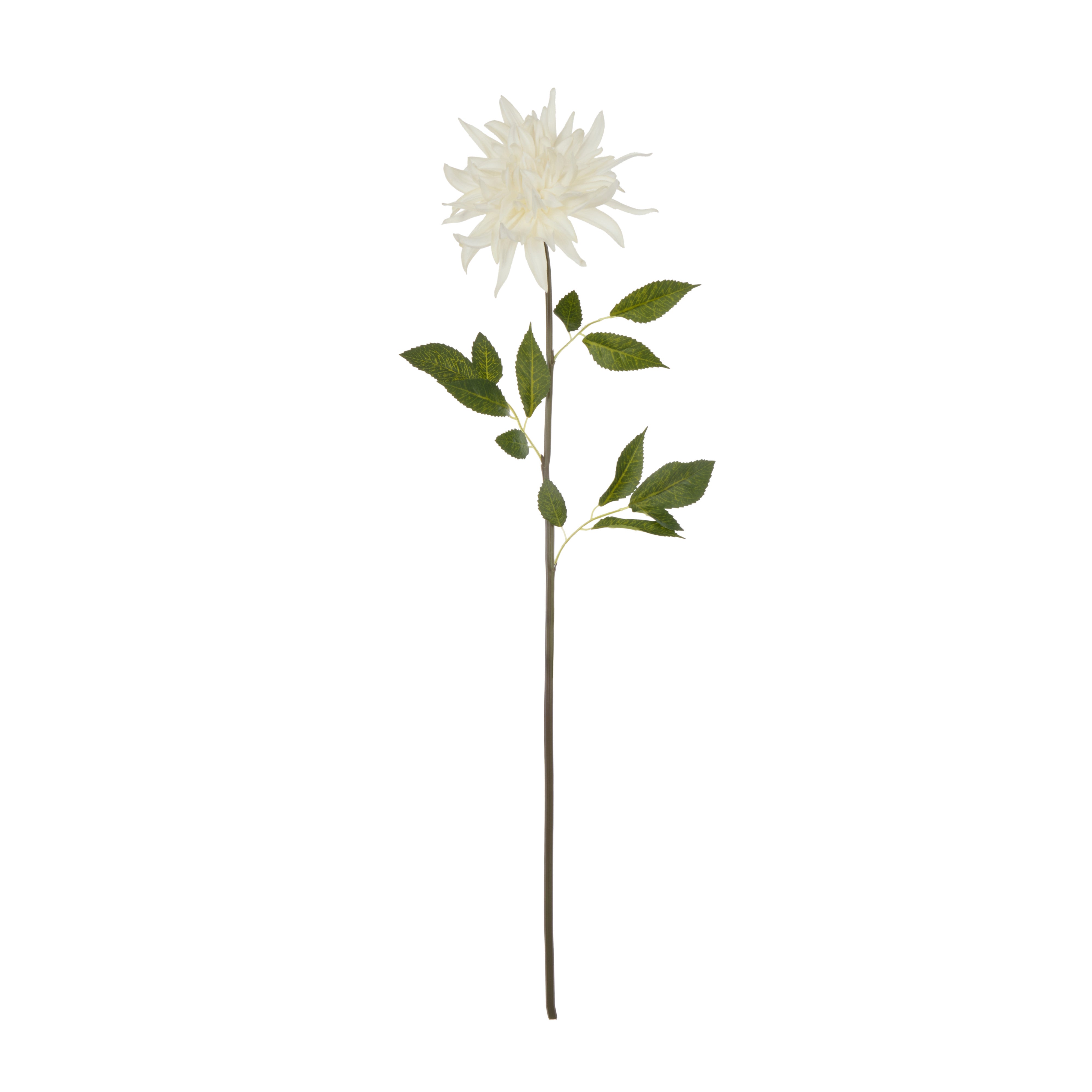 Rogue Dahlia Stem White