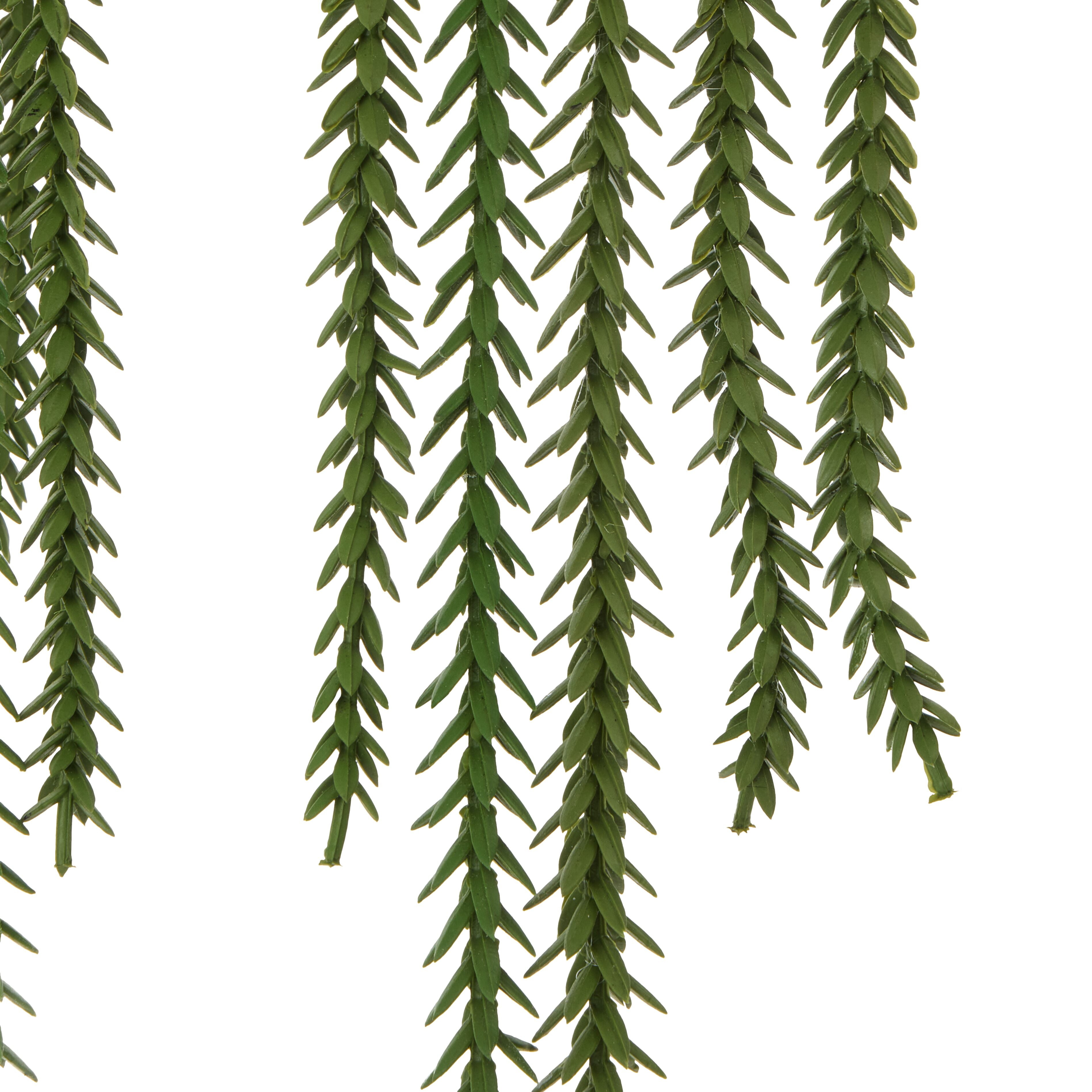 Rogue Princess Pine Garden Pot