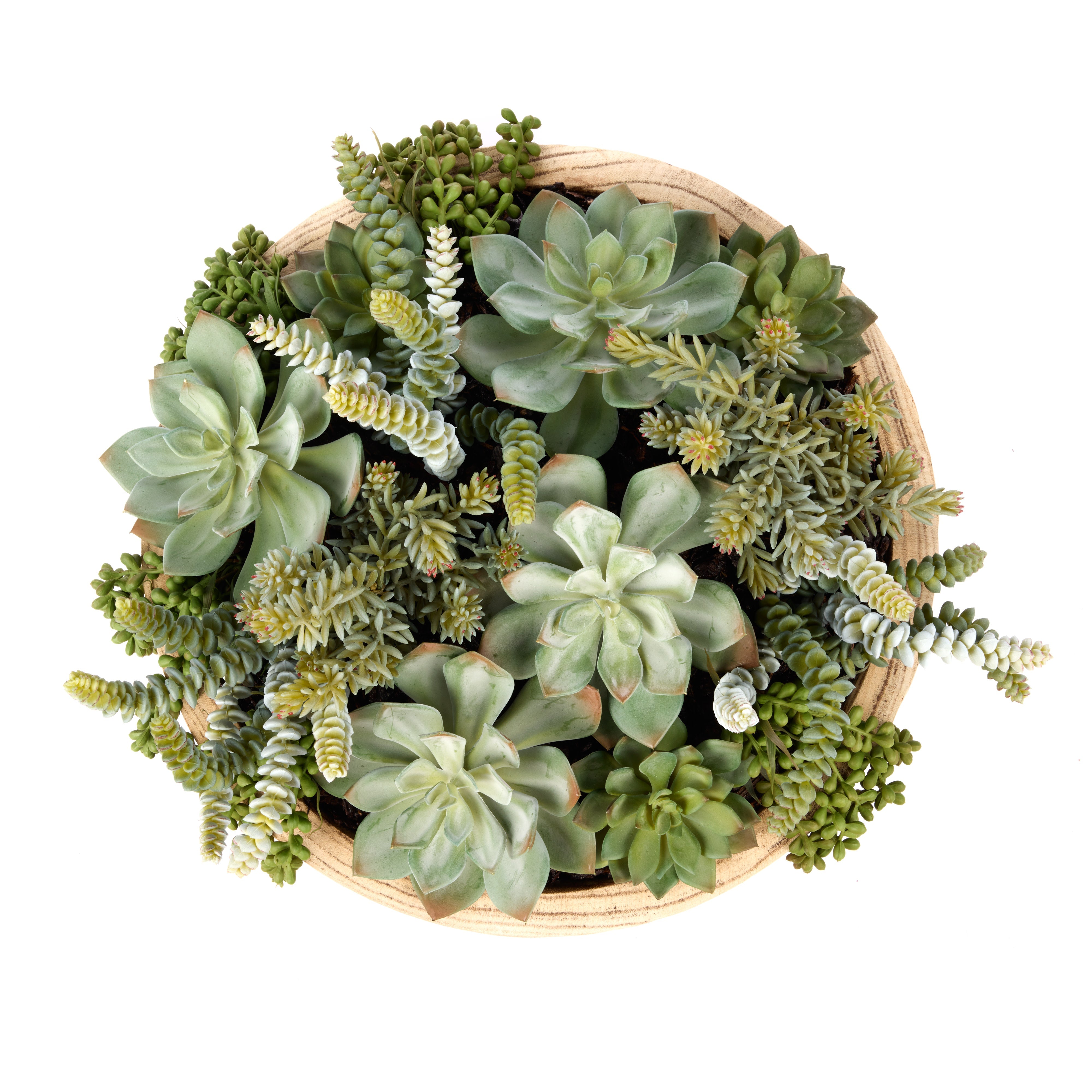 Rogue Succulent Garden - Dansk Bowl