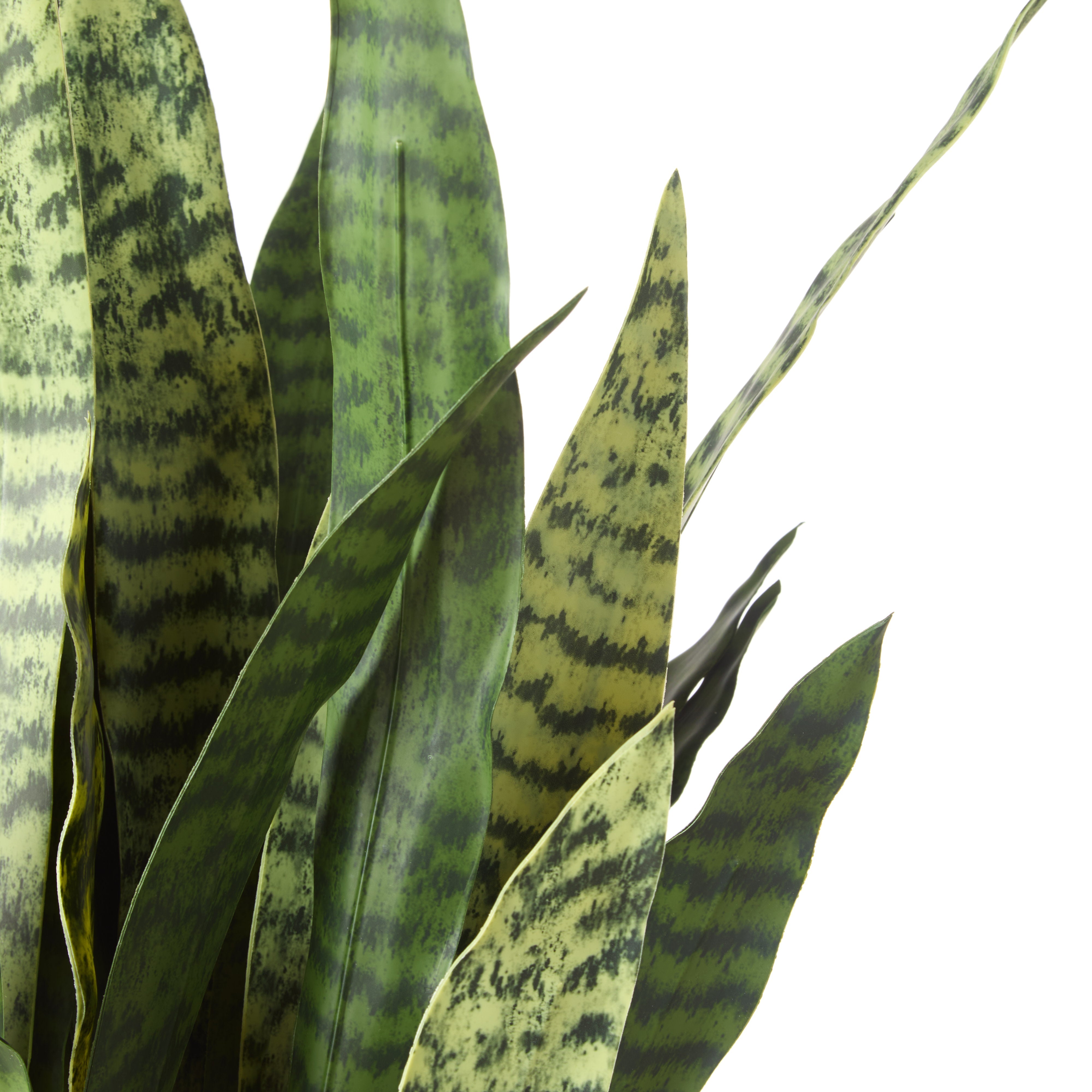 Rogue Sansevieria Plant Stand 85cm