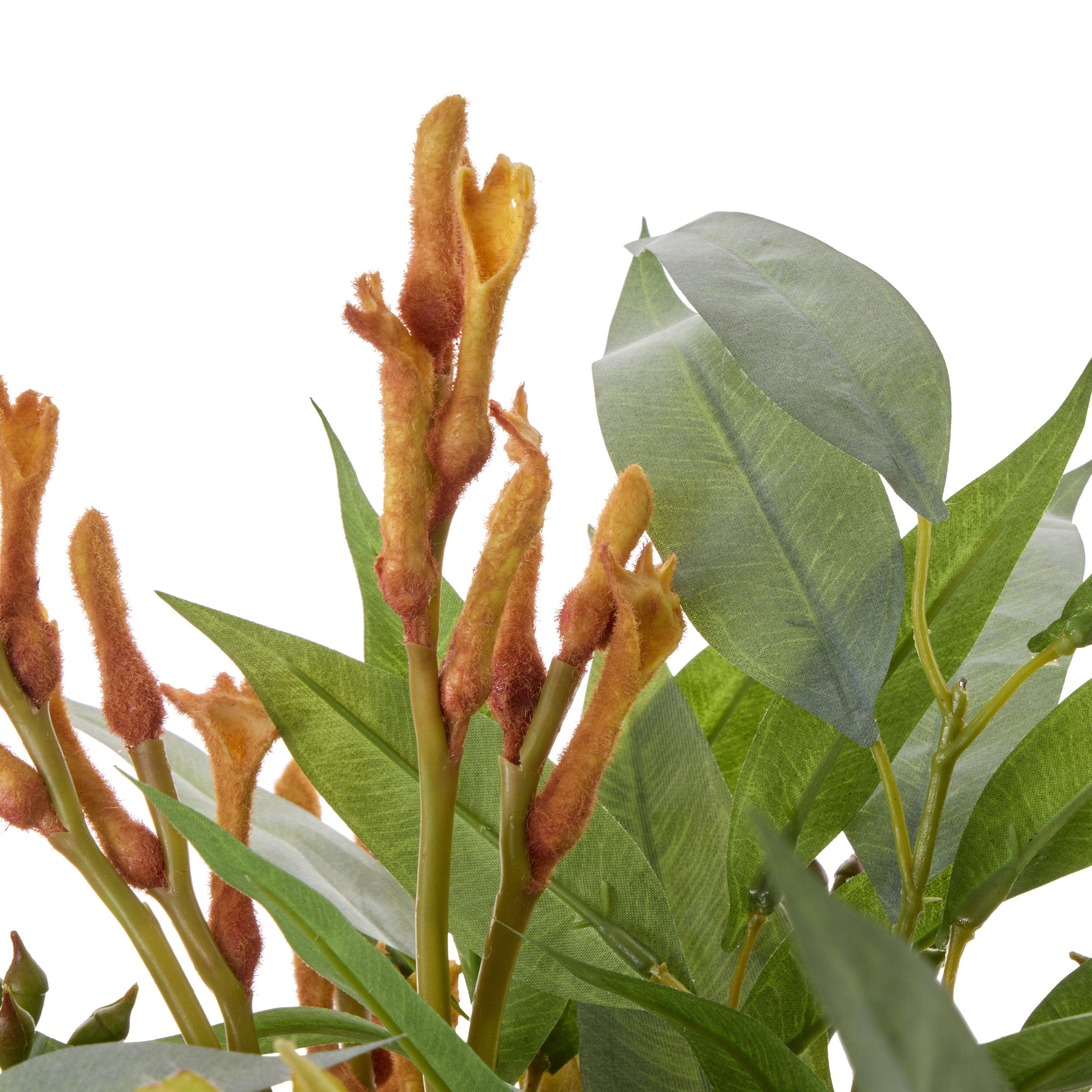 Rogue Protea Kangaroo Paw - Claire Green & Orange 47cm
