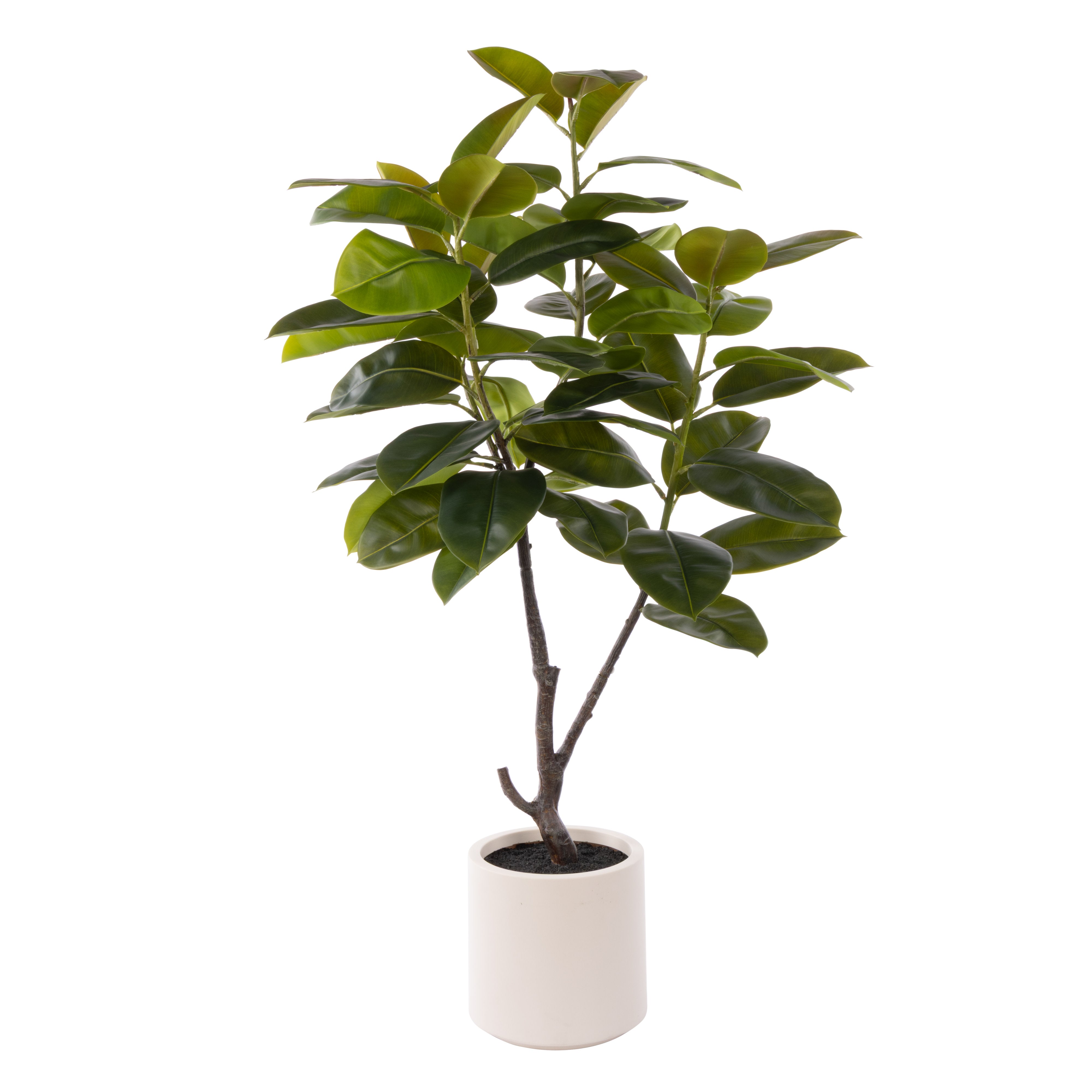 Rogue Rubber Tree Potted 150cm
