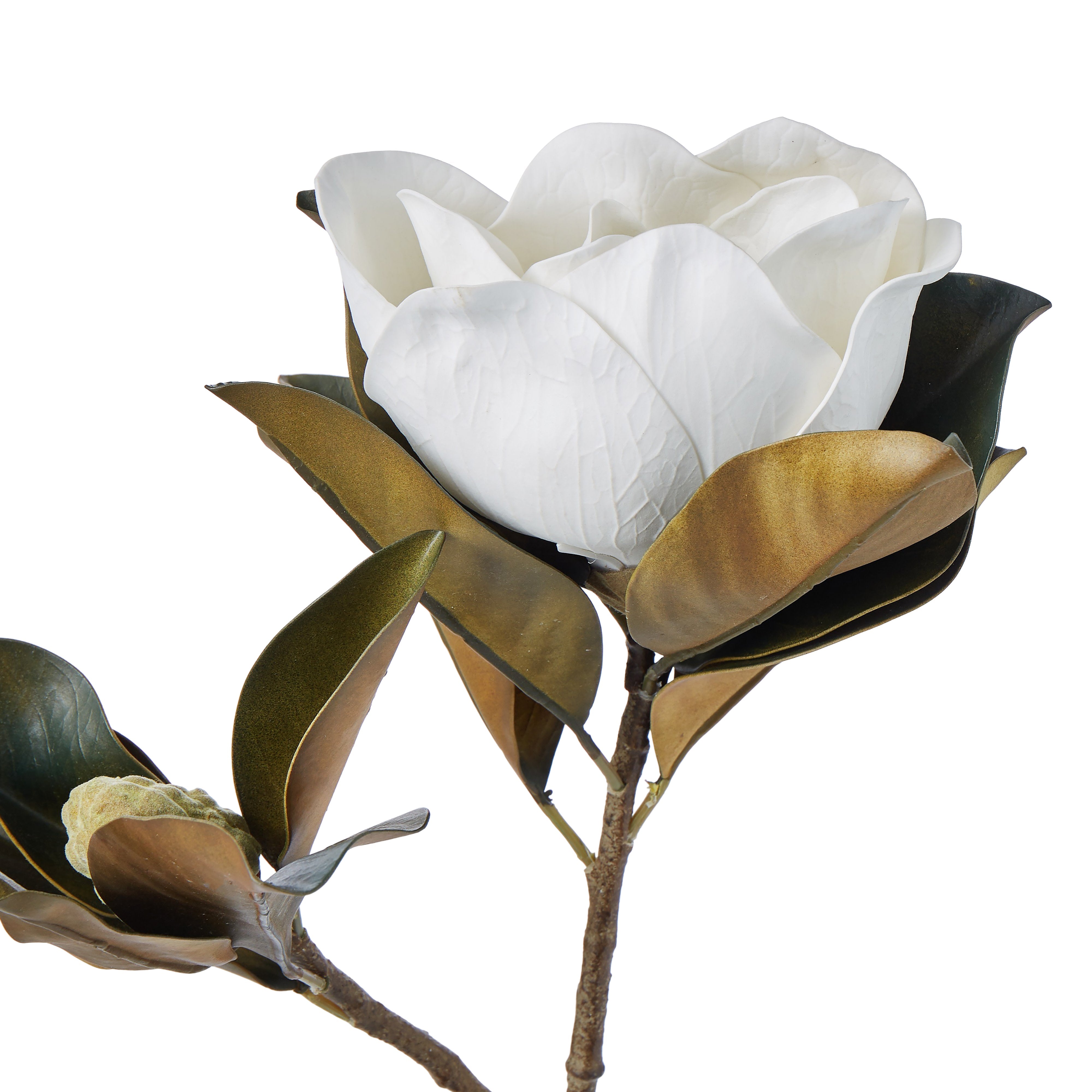 Rogue Magnolia Grandiflora 13x30x66cm