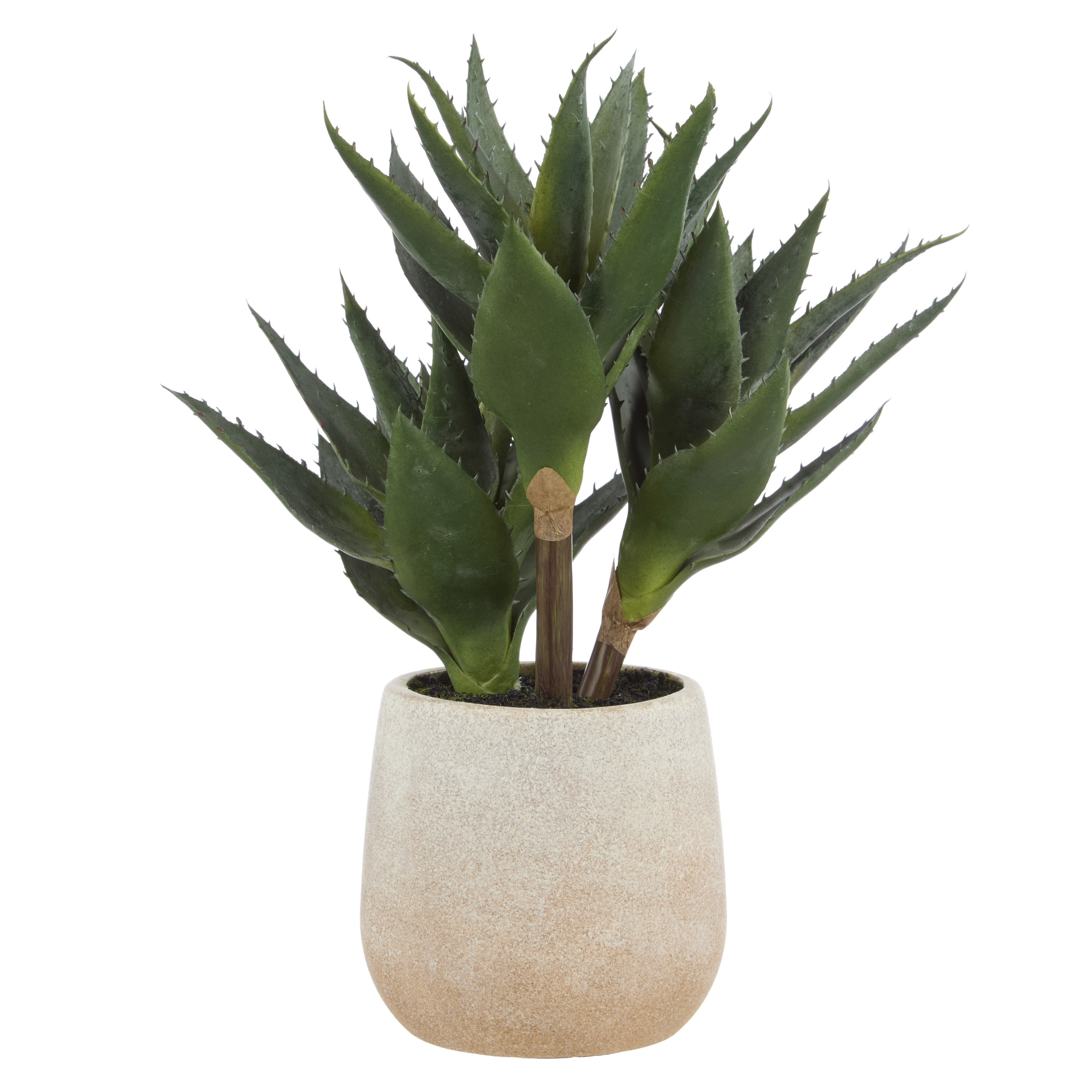 Rogue Aloe 3 Heads Pot