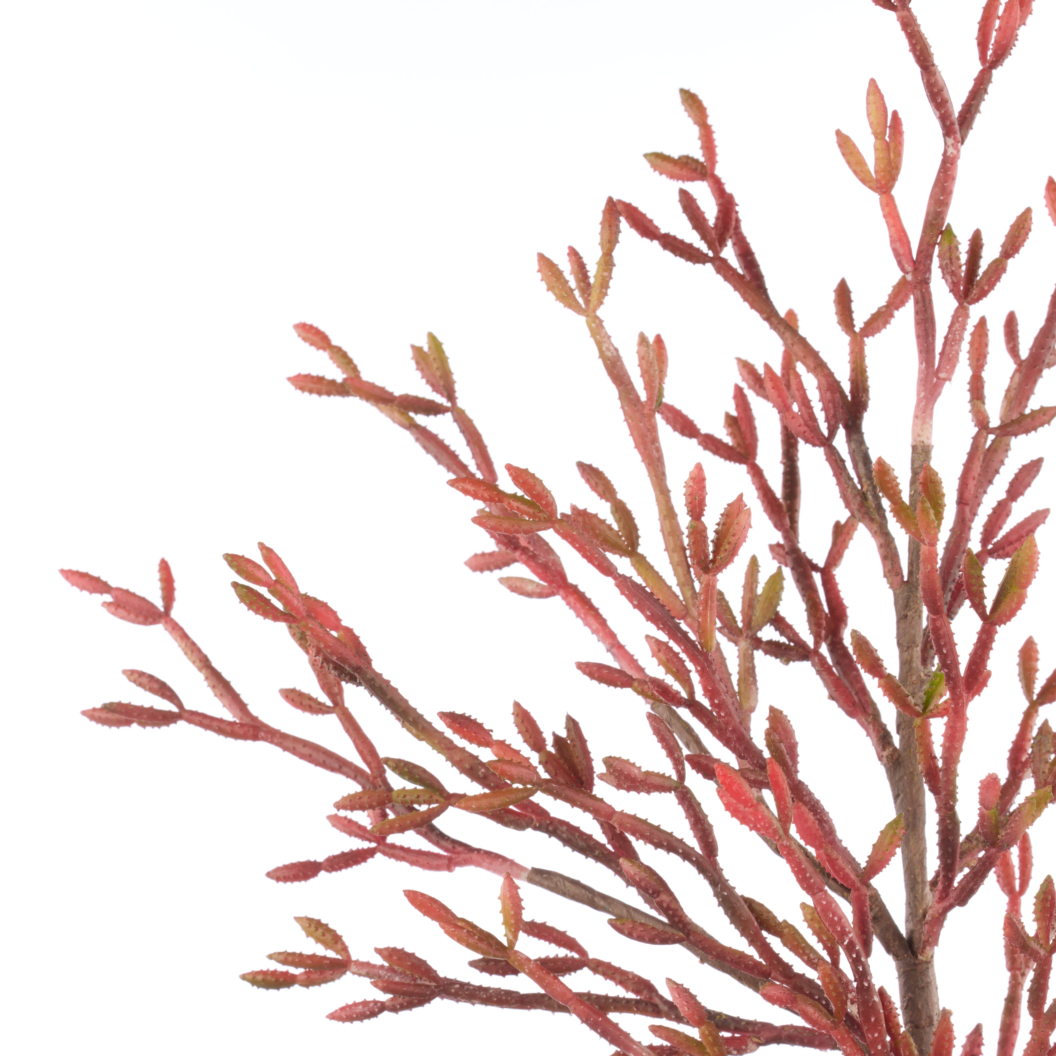 Rogue Salicornia Branch